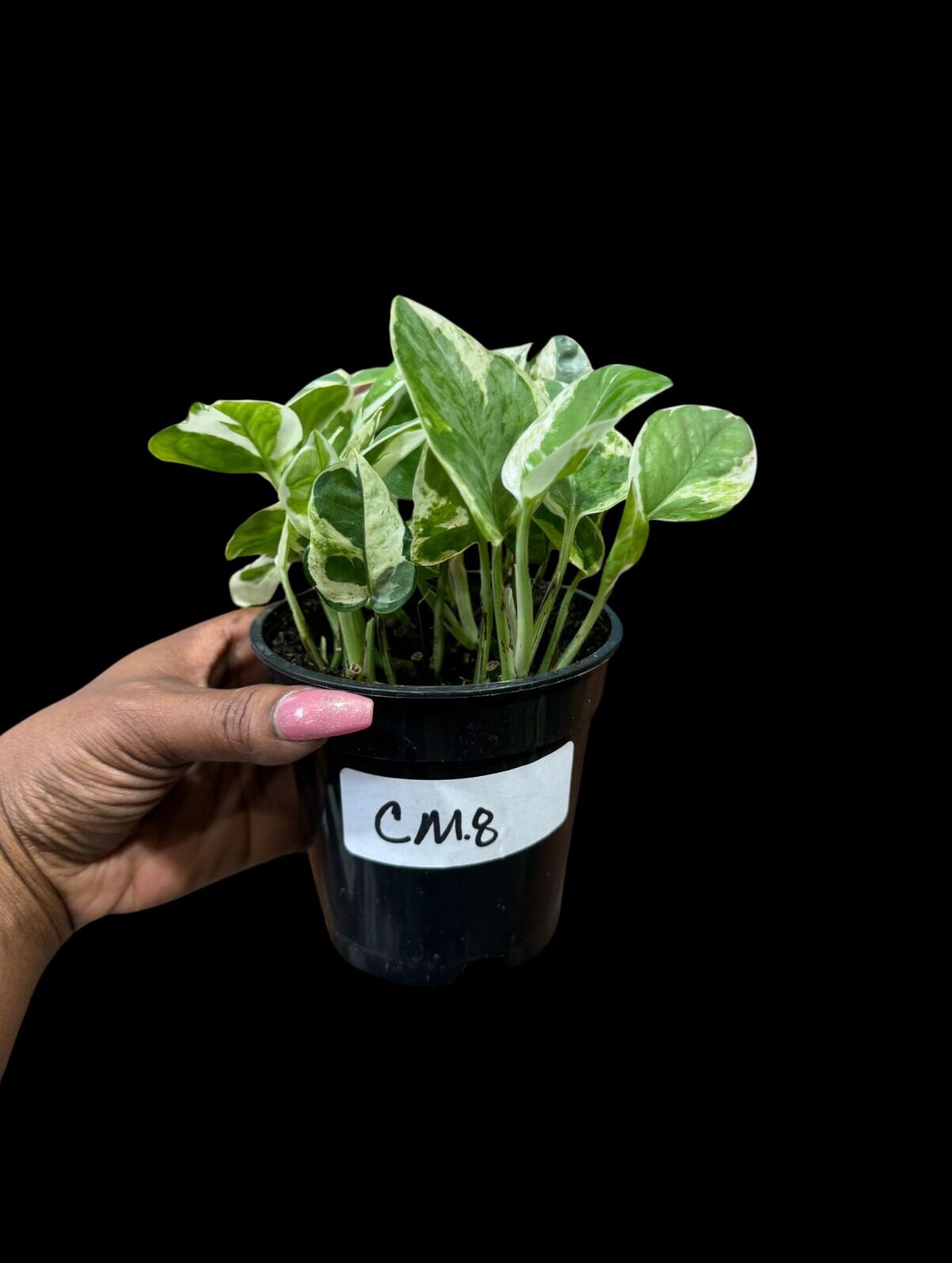 Rare N'Joy Pothos in 4" Pot- White Variegated Indoor Vines - Low light plant Houseplant- Similar PLANT as the pictures