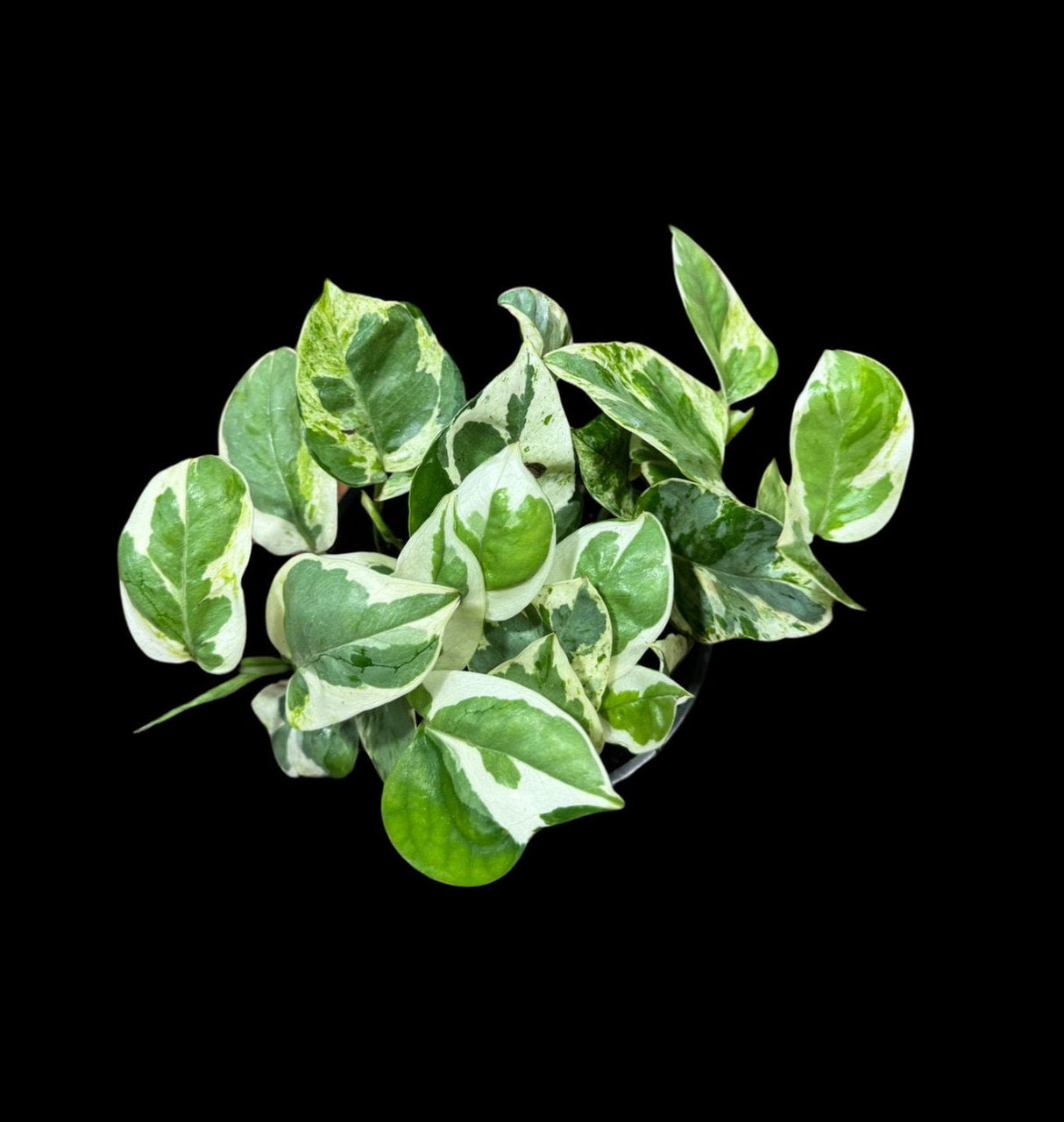 Rare N'Joy Pothos in 4" Pot- White Variegated Indoor Vines - Low light plant Houseplant- Similar PLANT as the pictures