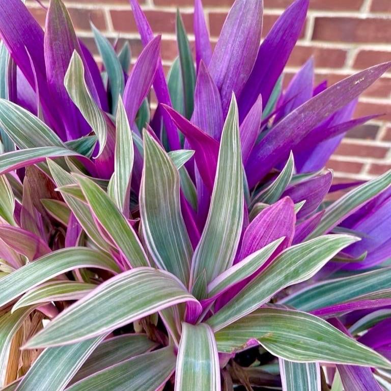Rare Tradescantia - Rare Purple Variegated Wandering Jew - Mosses in the Cradle - Beautiful Easy Care Indoor Plant - Rare Plant