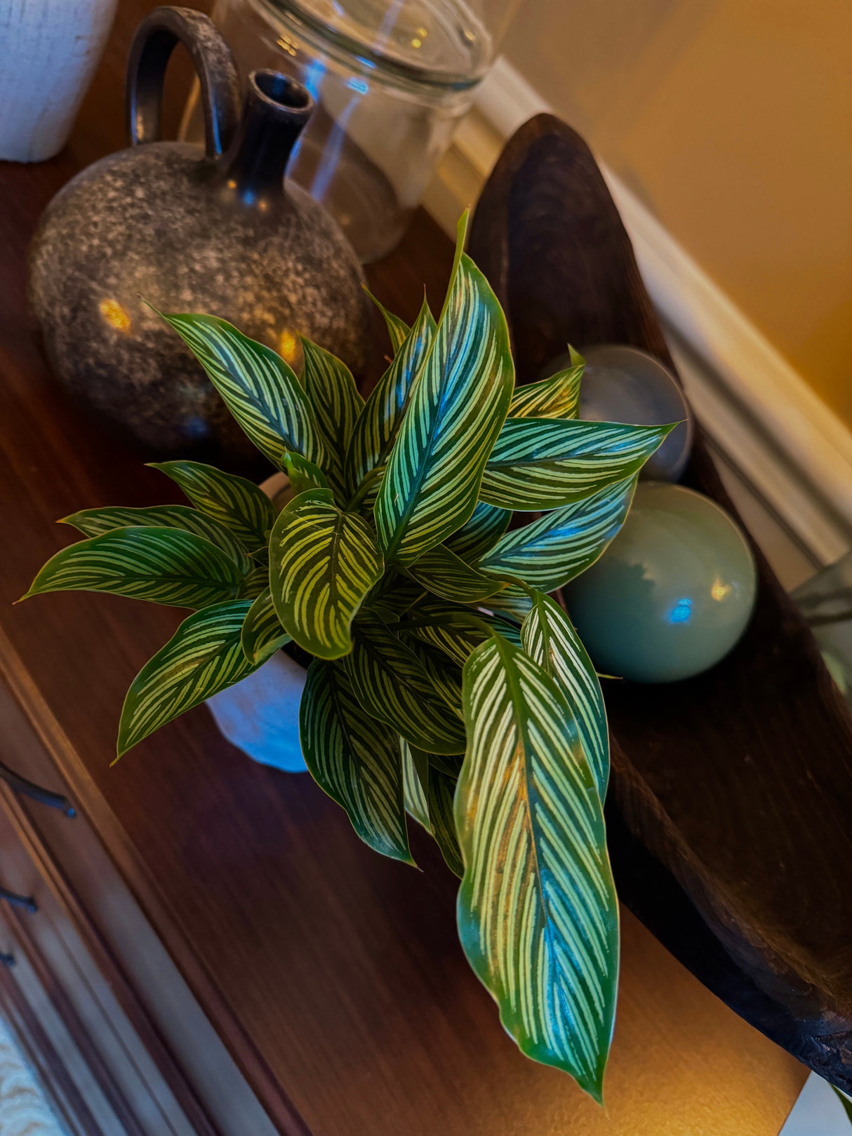 Calathea Vittata in 3” Nursery pot | White Striped Calathea | Striped Leaf Calathea | Brushstroke Calathea- US Seller