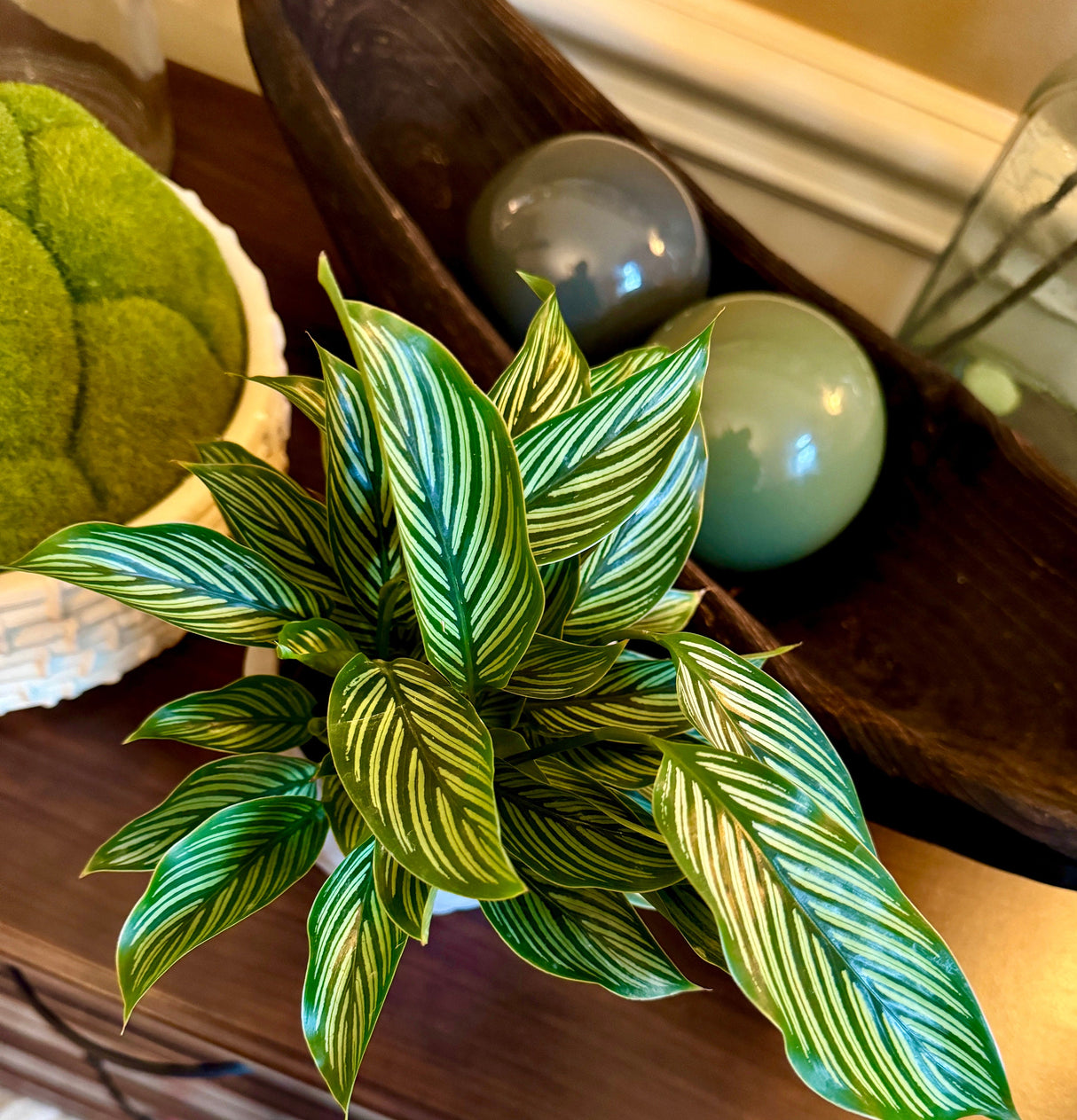 Calathea Vittata in 3” Nursery pot | White Striped Calathea | Striped Leaf Calathea | Brushstroke Calathea- US Seller