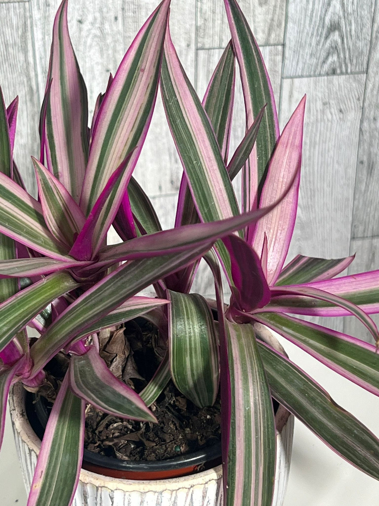 Rare Tradescantia 4 Inch Full - Rhoeo Tricolor - Rare purple variegated wandering Jew - Mosses in the cradle - Oyster plant
