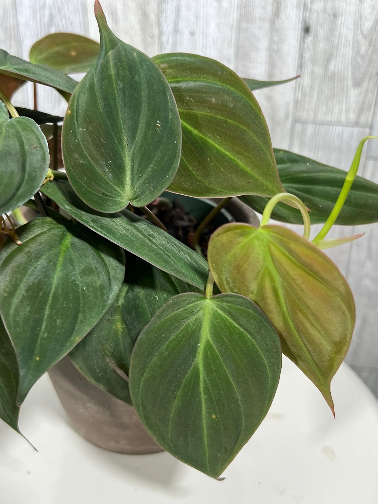 Philodendron Micans Velvet 4" Pot - Velvet Leaf - Heartleaf Philodendron - Rare Indoor Plant - Rare Hirt's - Easy Houseplant - Micans