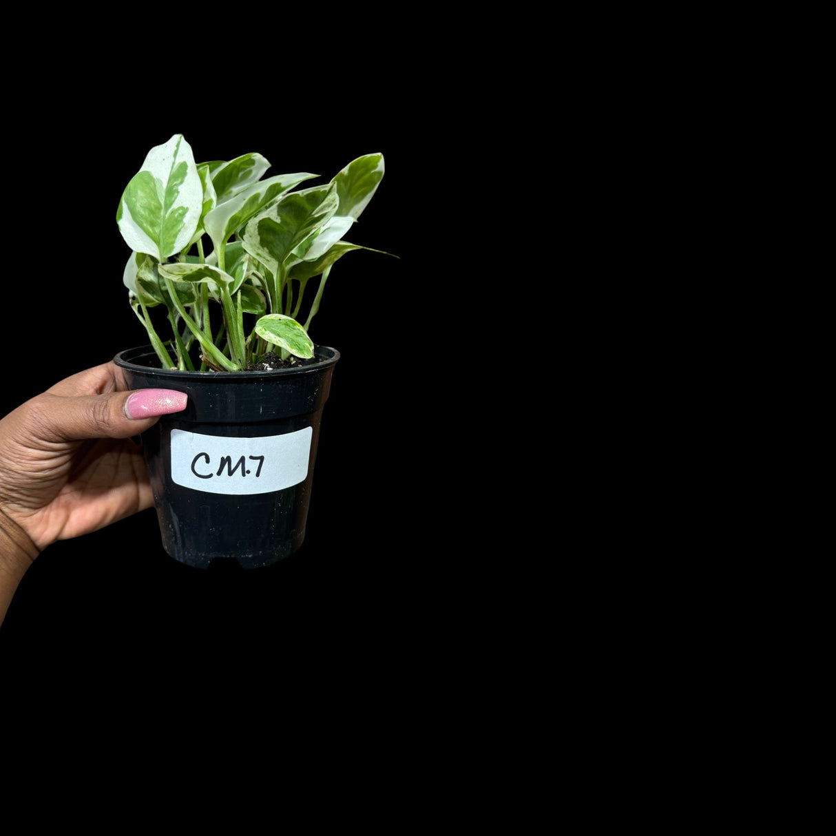Rare N'Joy Pothos in 4" Pot- White Variegated Indoor Vines - Low light plant Houseplant- EXACT same plant