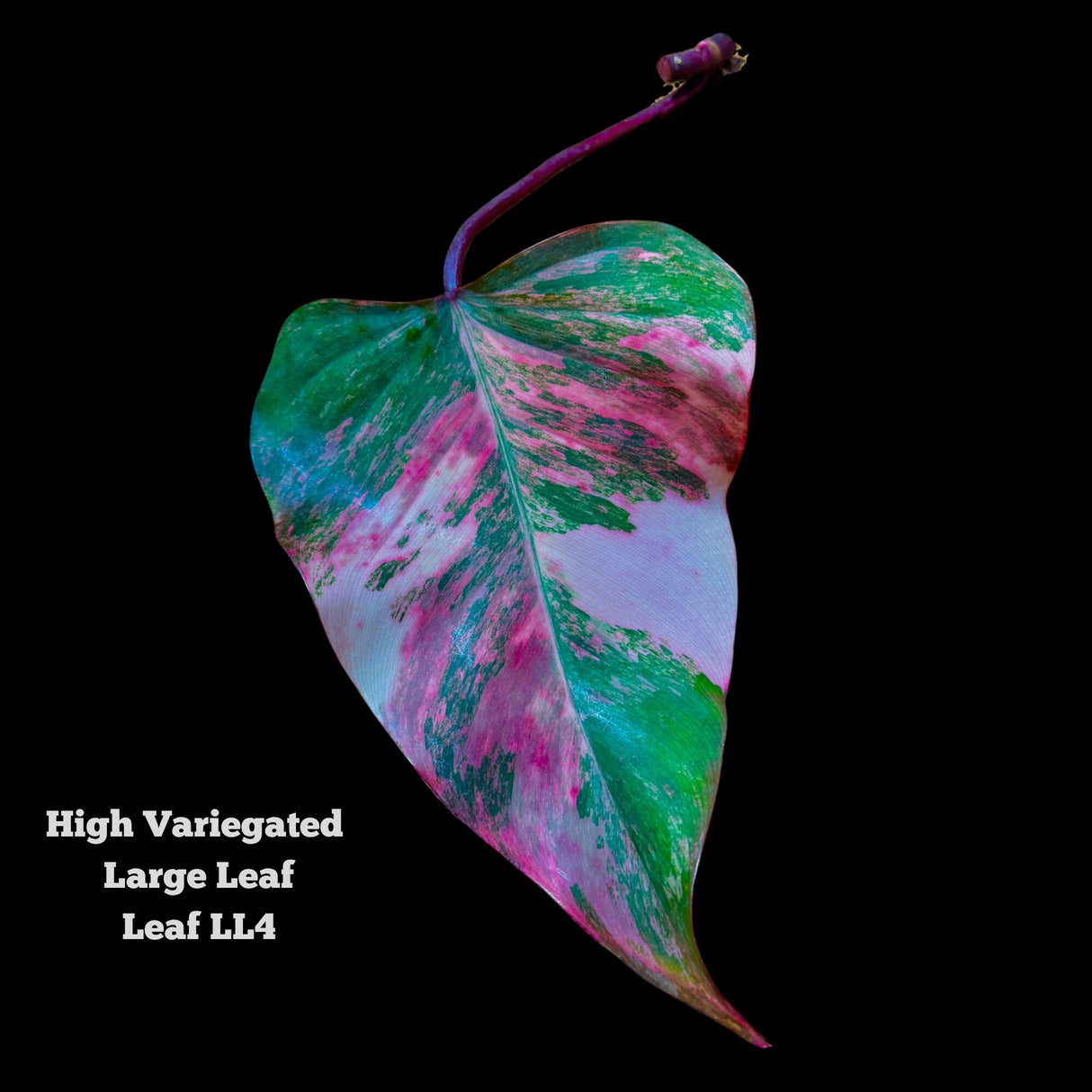 Strawberry Shake Leaf
Strawberry Shake cut