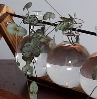 String of Heart Unrooted Cuttings - Beautiful Indoor Succulent with Heart-Shaped Leaves - Low Light Succulent Vining Plant - Plant of Love