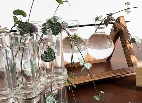 String of Heart Unrooted Cuttings - Beautiful Indoor Succulent with Heart-Shaped Leaves - Low Light Succulent Vining Plant - Plant of Love