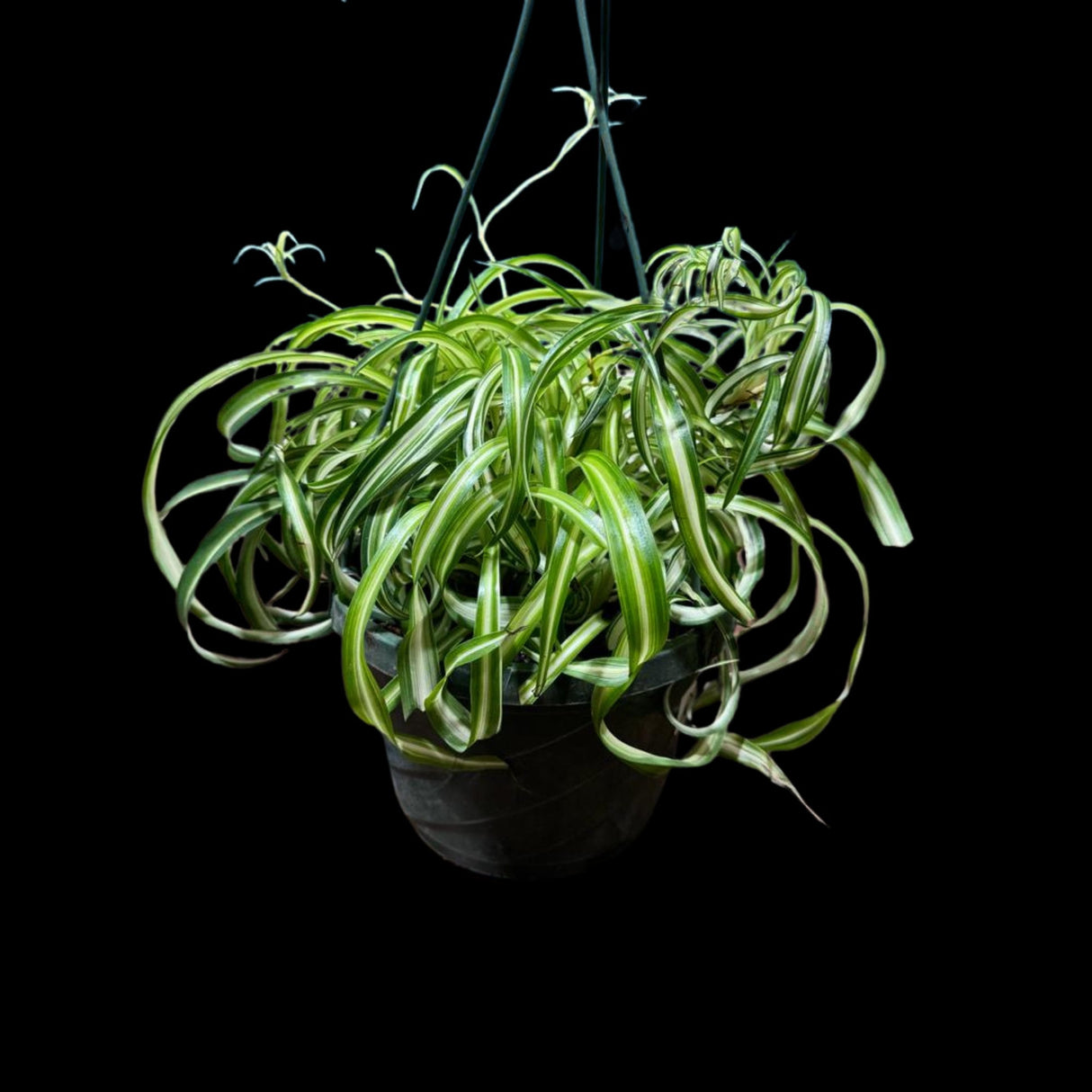 Variegated Spider Chlorophytum Bonnie in 8" Hanging Basket - Easy to Grow Curly Spider Live Plant - Long Vines Houseplant - EXACT same plant