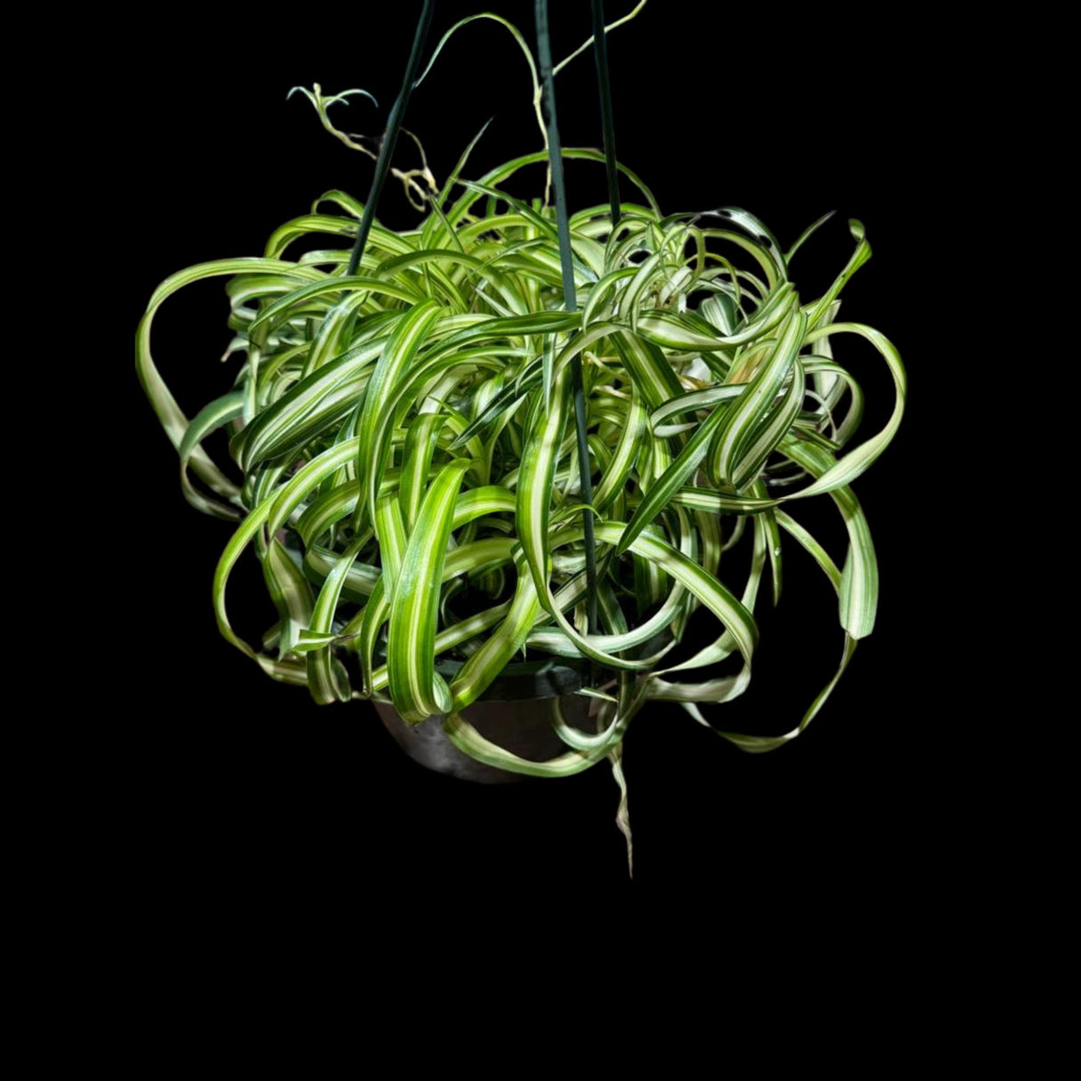 Variegated Spider Chlorophytum Bonnie in 8" Hanging Basket - Easy to Grow Curly Spider Live Plant - Long Vines Houseplant - EXACT same plant