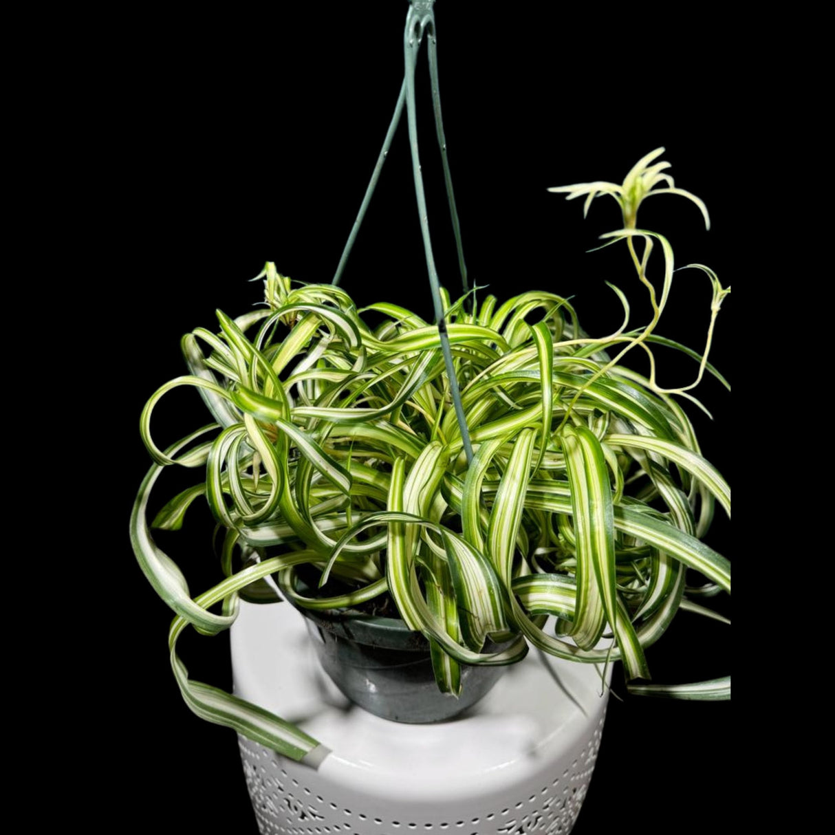 Variegated Spider Chlorophytum Bonnie in 8" Hanging Basket - Easy to Grow Curly Spider Live Plant - Long Vines Houseplant - EXACT same plant