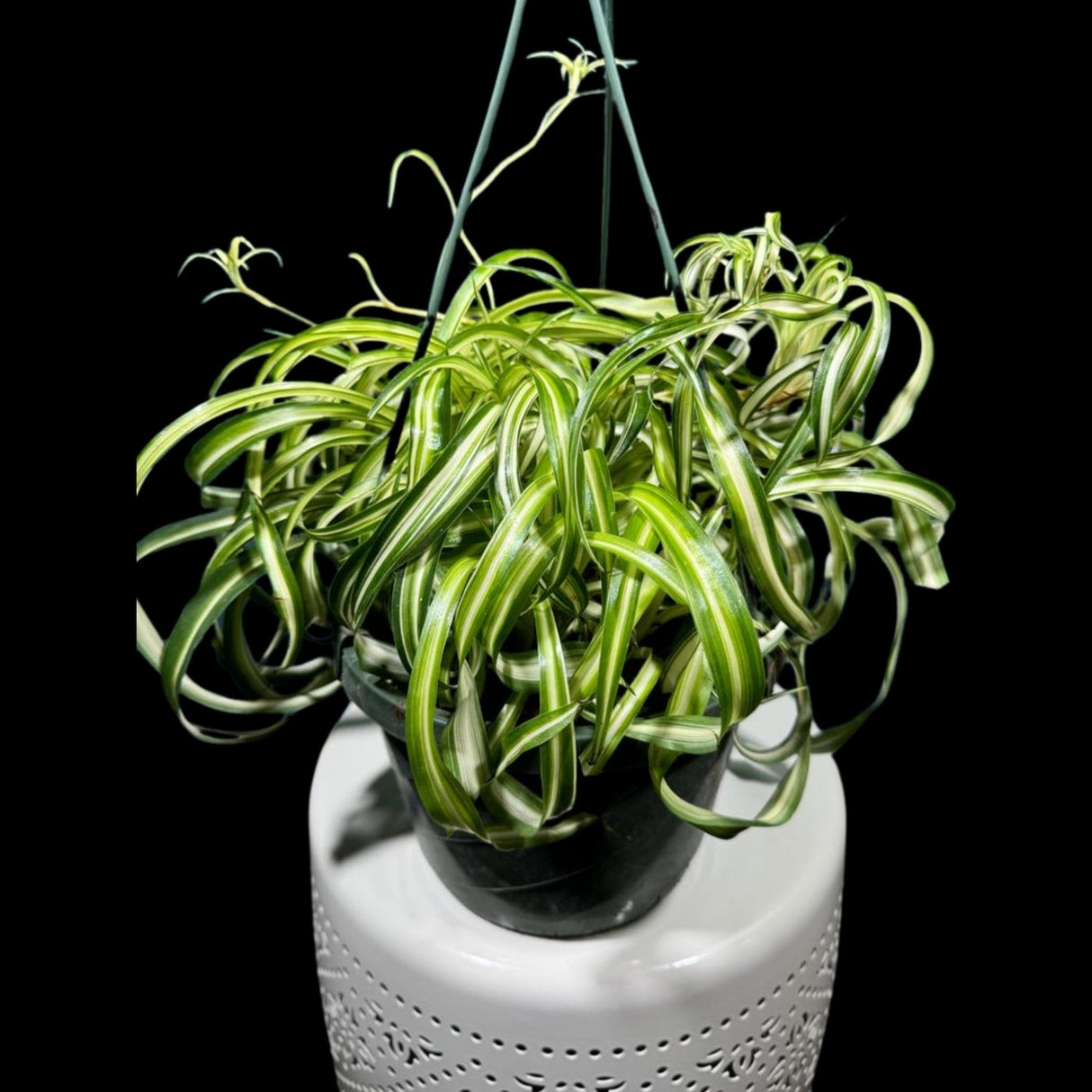 Variegated Spider Chlorophytum Bonnie in 8" Hanging Basket - Easy to Grow Curly Spider Live Plant - Long Vines Houseplant - EXACT same plant