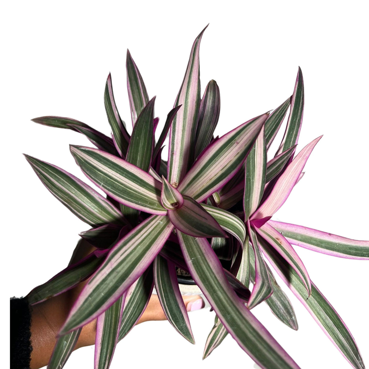 Rare Tradescantia 4 Inch Full - Rhoeo Tricolor - Rare purple variegated wandering Jew - Mosses in the cradle - Oyster plant