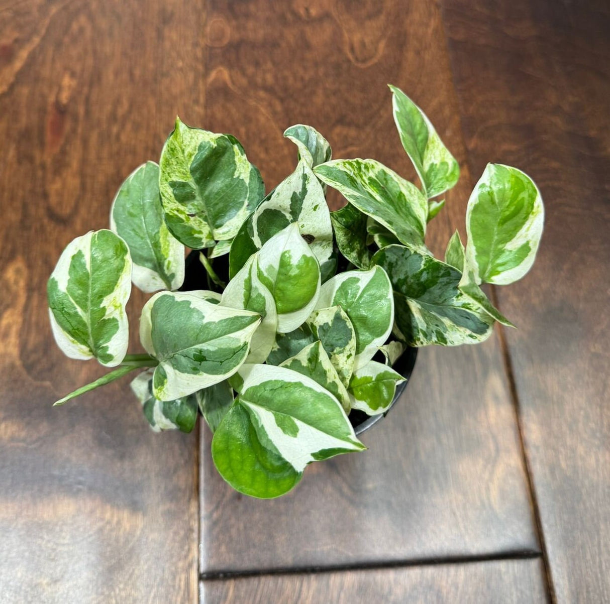 Rare N'Joy Pothos in 4" Pot- White Variegated Indoor Vines - Low light plant Houseplant- Similar PLANT as the pictures