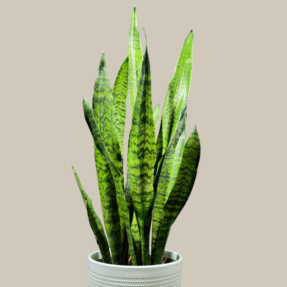 Snake Plant in Nursery Pot | Sansevieria Zeylanica Best Green Snake Plant | Indoor Air Purifier Hardy Low Light Office Plants | Gift Plant