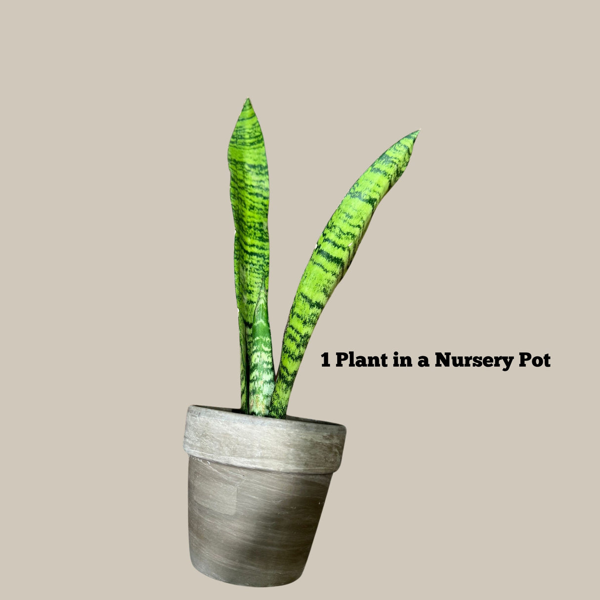 Snake Plant in Nursery Pot | Sansevieria Zeylanica Best Green Snake Plant | Indoor Air Purifier Hardy Low Light Office Plants | Gift Plant
