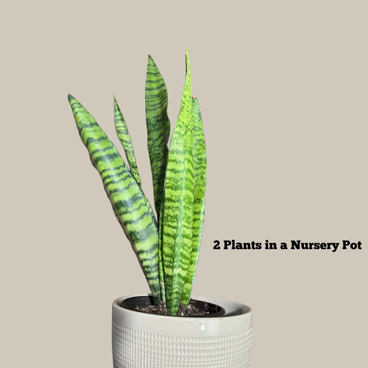 Snake Plant in Nursery Pot | Sansevieria Zeylanica Best Green Snake Plant | Indoor Air Purifier Hardy Low Light Office Plants | Gift Plant