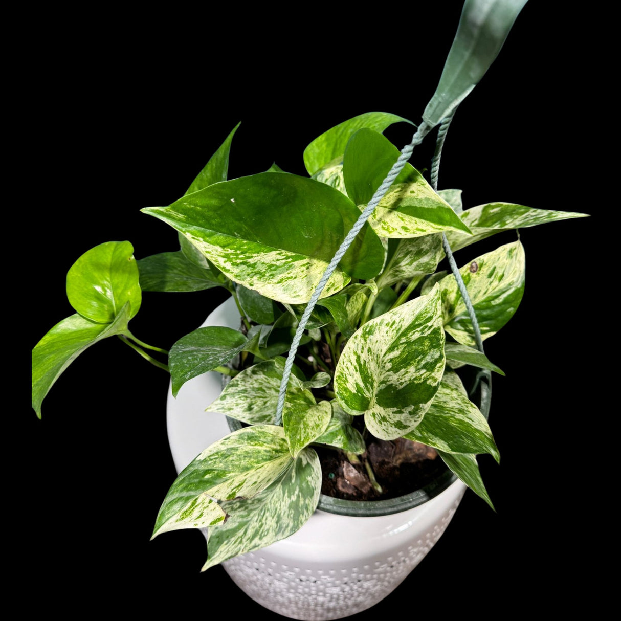 Marble Pothos in 8" Hanging Basket - Gorgeous Variegated Indoor easy care house plant - Marble Pothos - SAME PLANT as the pictures