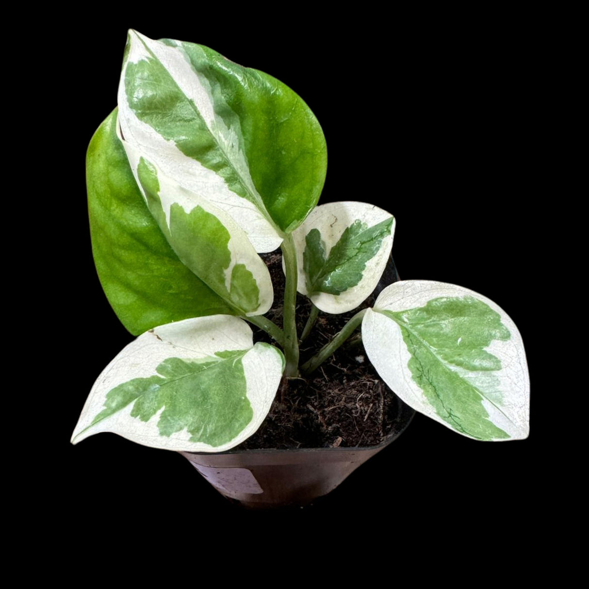 N'joy Pothos Starter Plant in a 2” Pot - Low Light Indoor Plant - Terrarium Plant, Office Plant, Gift Plant