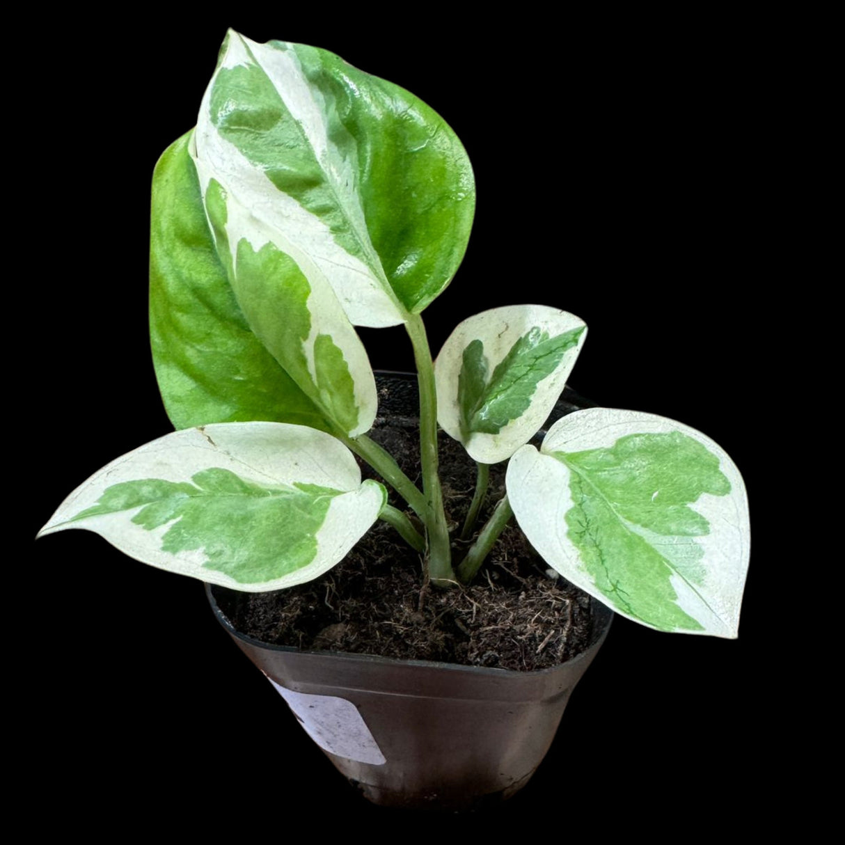 N'joy Pothos Starter Plant in a 2” Pot - Low Light Indoor Plant - Terrarium Plant, Office Plant, Gift Plant