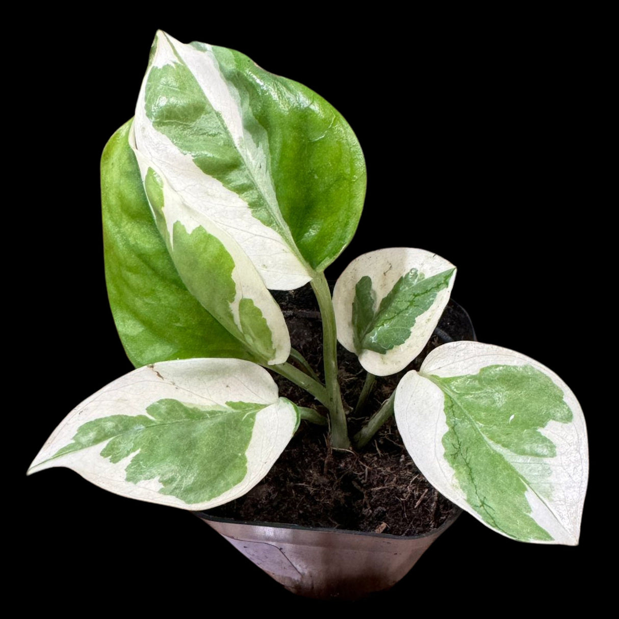 N'joy Pothos Starter Plant in a 2” Pot - Low Light Indoor Plant - Terrarium Plant, Office Plant, Gift Plant