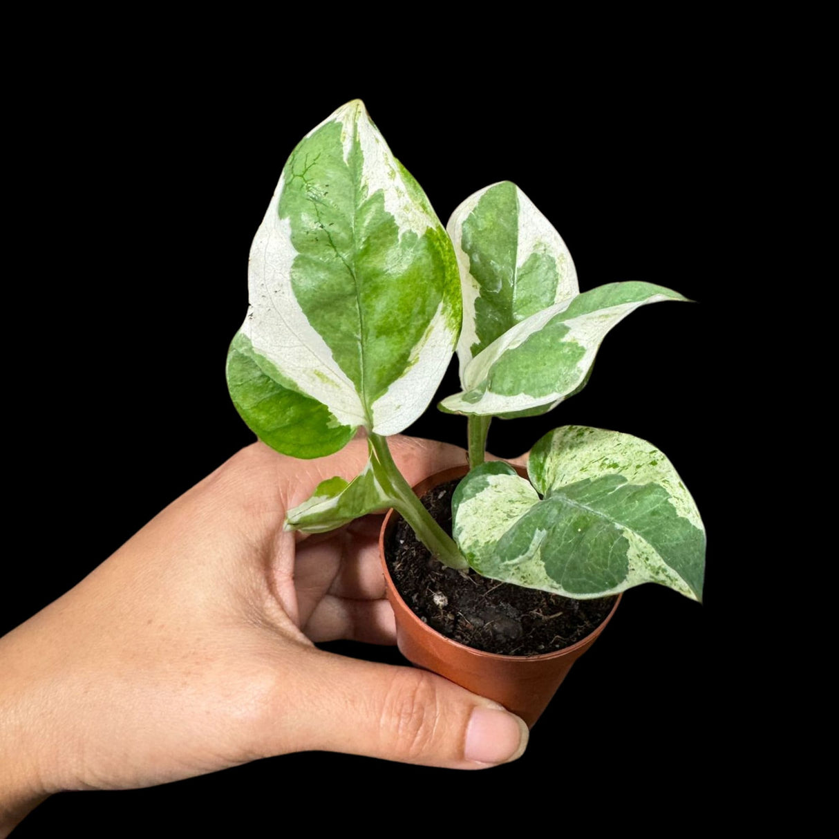 N'joy Pothos Starter Plant in a 1.5” Pot - Low light indoor plant - Terrarium plant, Office plant, Gift plant