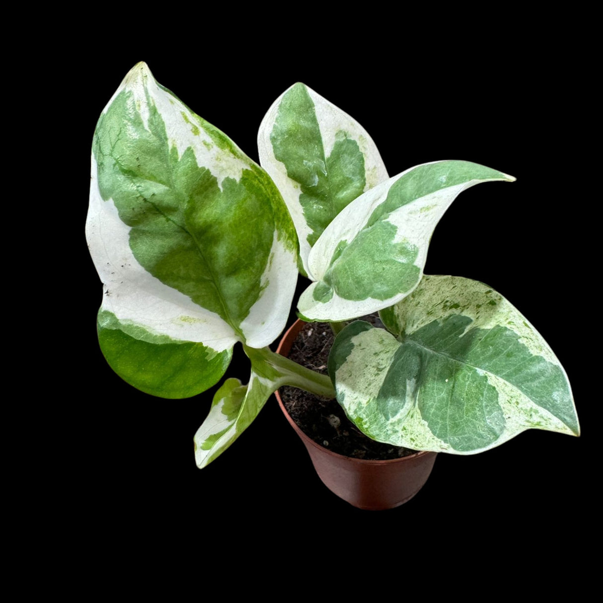 N'joy Pothos Starter Plant in a 1.5” Pot - Low light indoor plant - Terrarium plant, Office plant, Gift plant