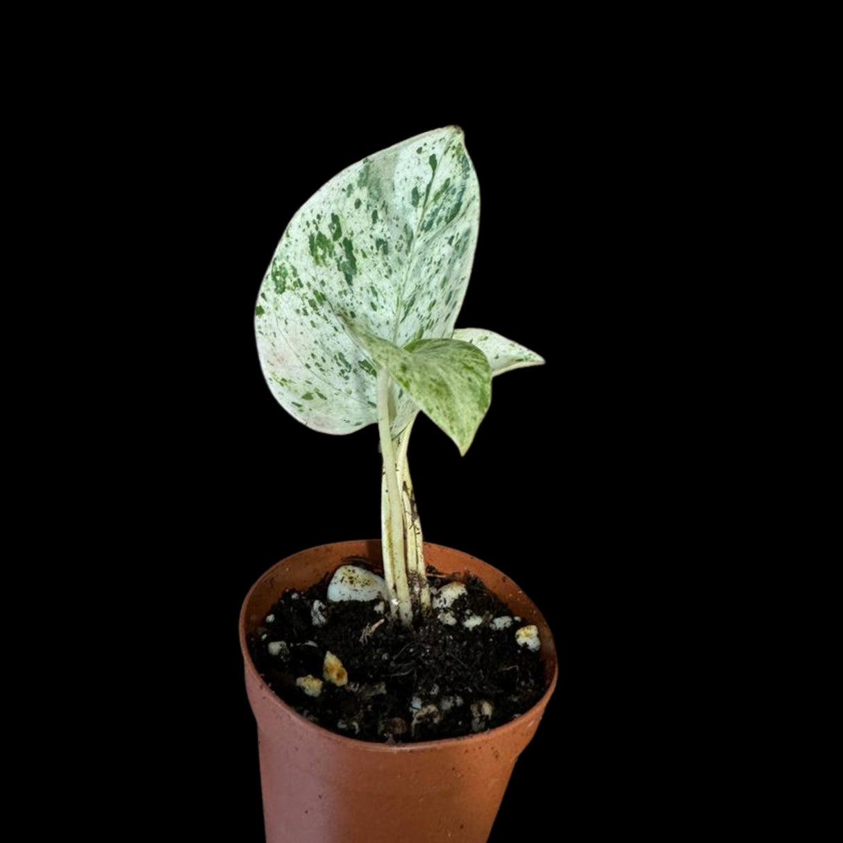 Snow Queen Pothos Single Starter Plant in a 1.5" Pot - Epipremnum Aureum 'Snow Queen' - Variegated Pothos - Office Plant, Gift Plant