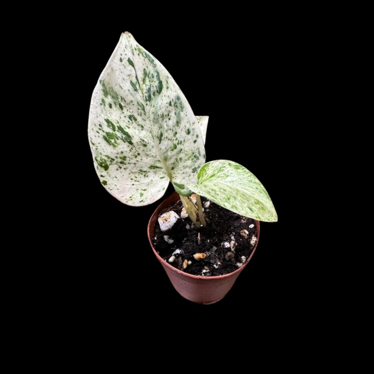 Snow Queen Pothos Single Starter Plant in a 1.5" Pot - Epipremnum Aureum 'Snow Queen' - Variegated Pothos - Office Plant, Gift Plant