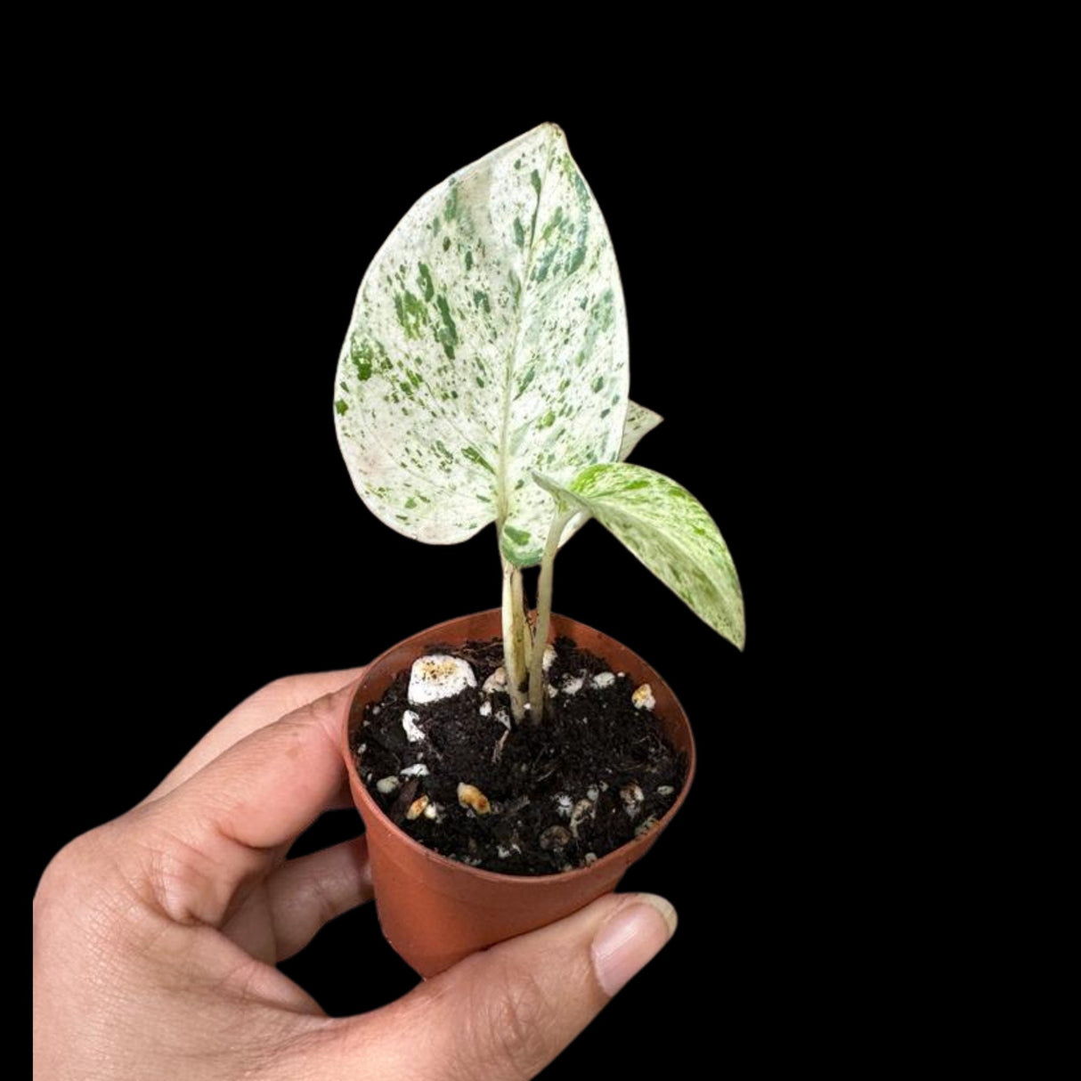 Snow Queen Pothos Single Starter Plant in a 1.5" Pot - Epipremnum Aureum 'Snow Queen' - Variegated Pothos - Office Plant, Gift Plant