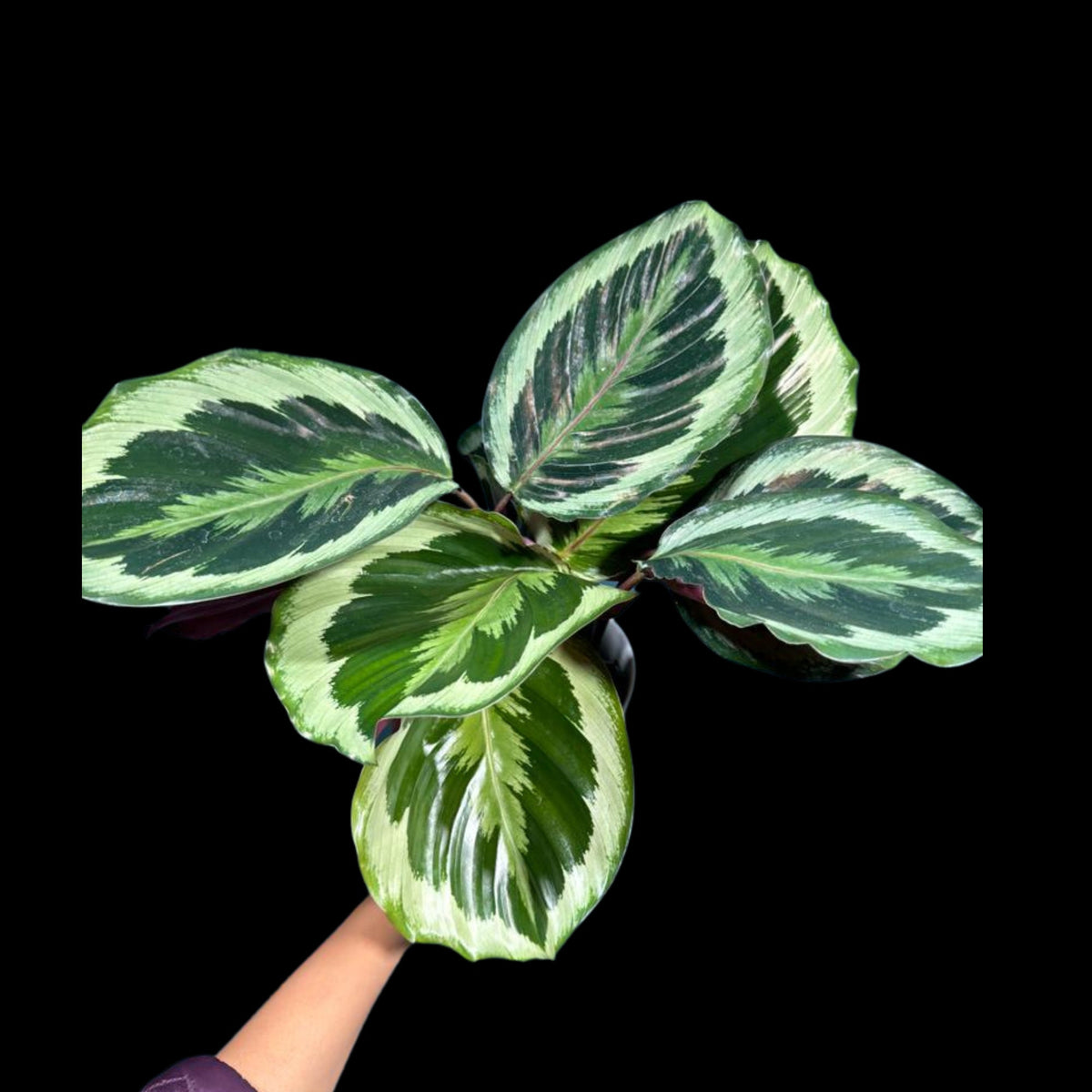 Calathea Shine Star Plant in a 4" Pot - Indoor Plants - Easy Care Houseplant - Feathered Calathea Prayer Plant - LARGE plant