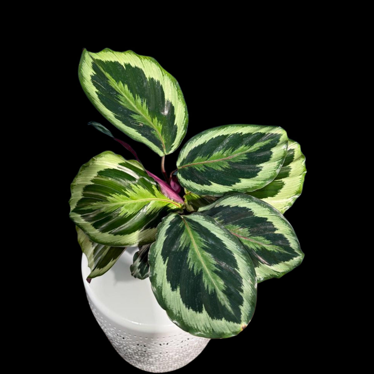 Calathea Shine Star Plant in a 4" Pot - Indoor Plants - Easy Care Houseplant - Feathered Calathea Prayer Plant - LARGE plant