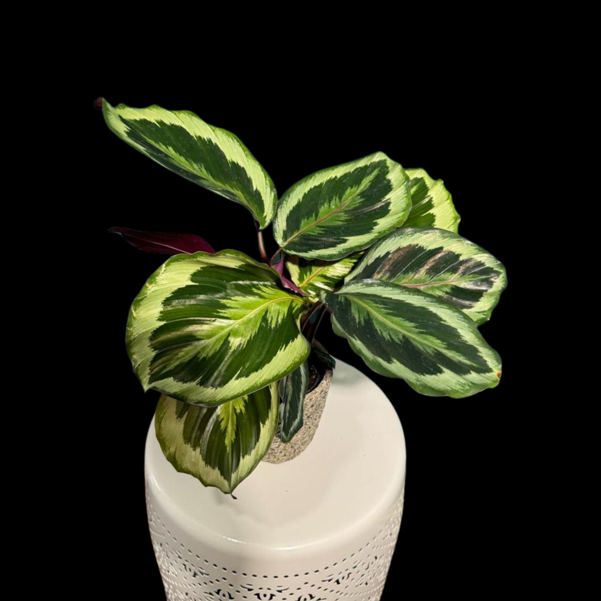 Calathea Shine Star Plant in a 4" Pot - Indoor Plants - Easy Care Houseplant - Feathered Calathea Prayer Plant - LARGE plant
