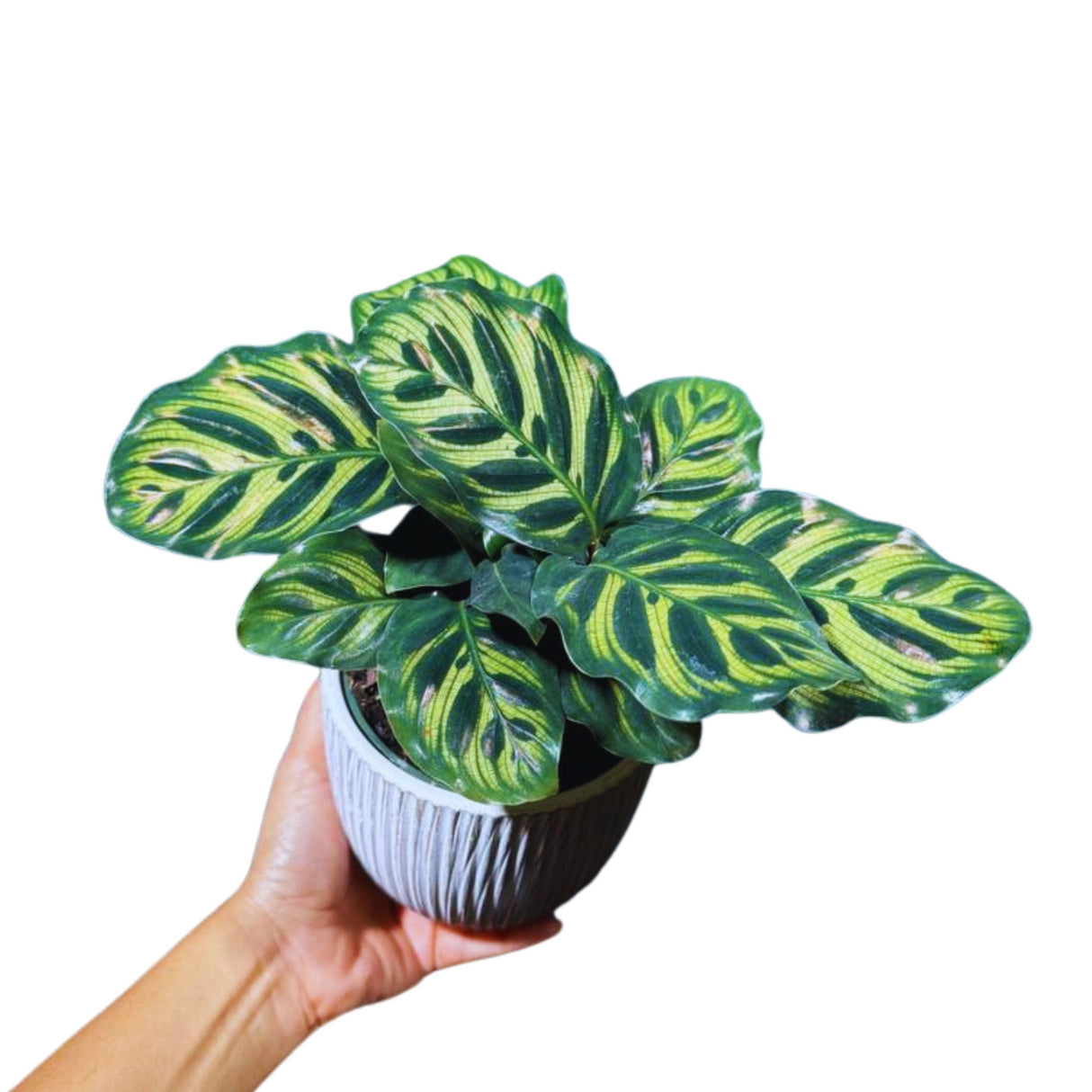 Rare Calathea Makoyana Plant in a 4” Nursery Pot - Live Indoor Houseplant - Beautiful Peacock Calathea - Air Purifier Plant