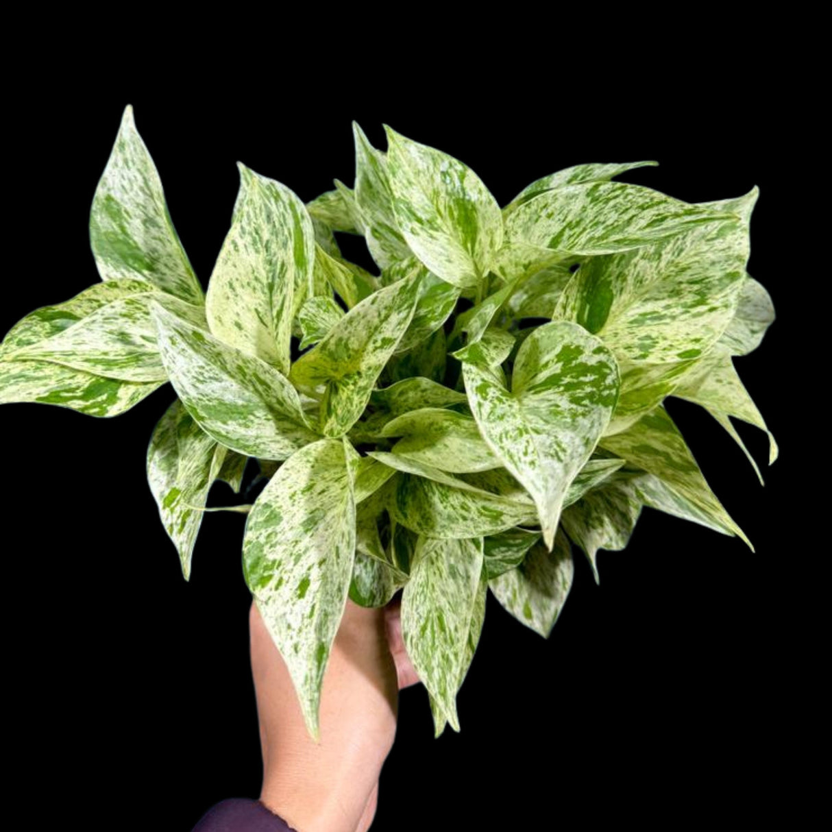 Variegated Snow Queen Pothos in 4" Pot - Epipremnum aureum 'Snow Queen' - Variegated Pothos