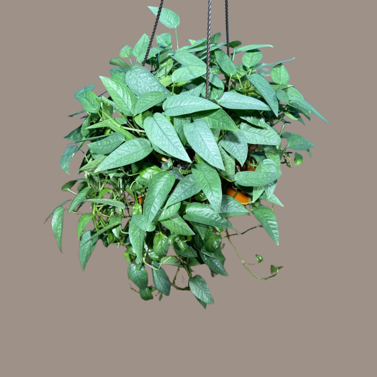 Epipremnum Pinnatum 'Cebu Blue' Pothos in a 8" Hanging Basket | Rare Cebu Blue Epipremnum Pinnatum | Gift Houseplants