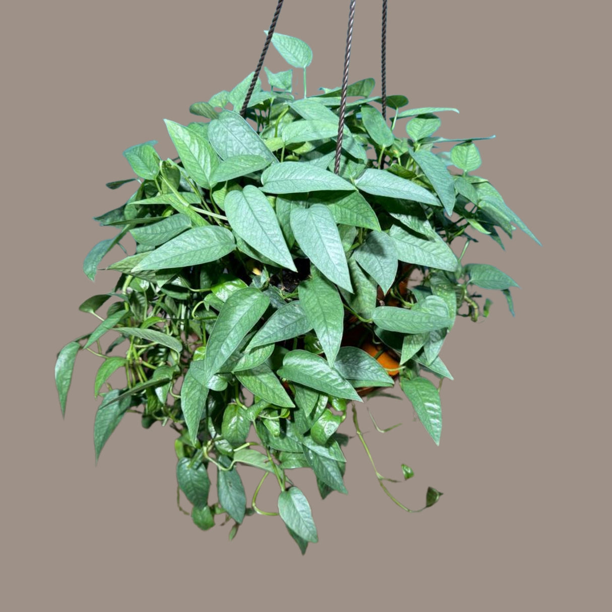 Epipremnum Pinnatum 'Cebu Blue' Pothos in a 8" Hanging Basket | Rare Cebu Blue Epipremnum Pinnatum | Gift Houseplants