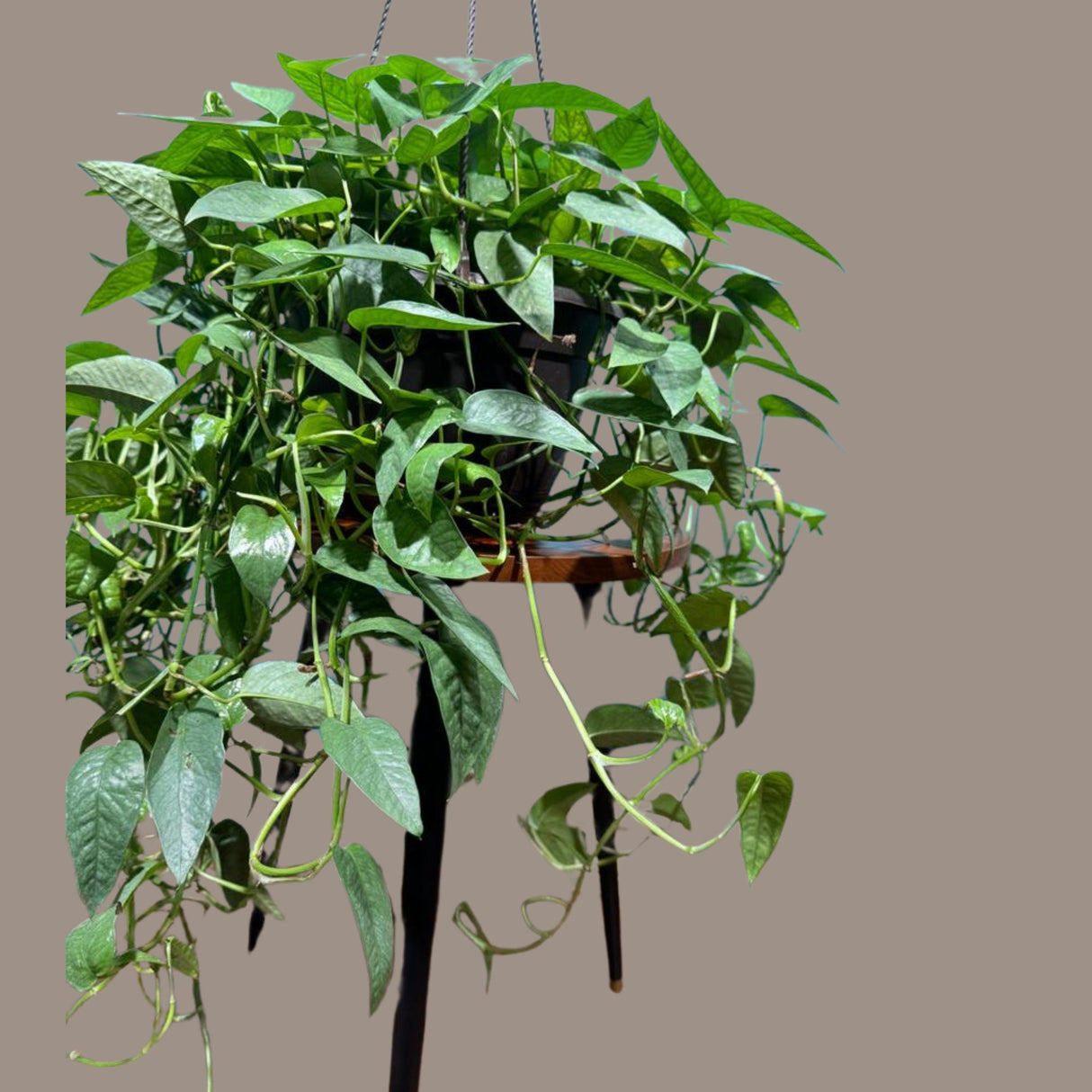 Epipremnum Pinnatum 'Cebu Blue' Pothos in a 8" Hanging Basket | Rare Cebu Blue Epipremnum Pinnatum | Gift Houseplants