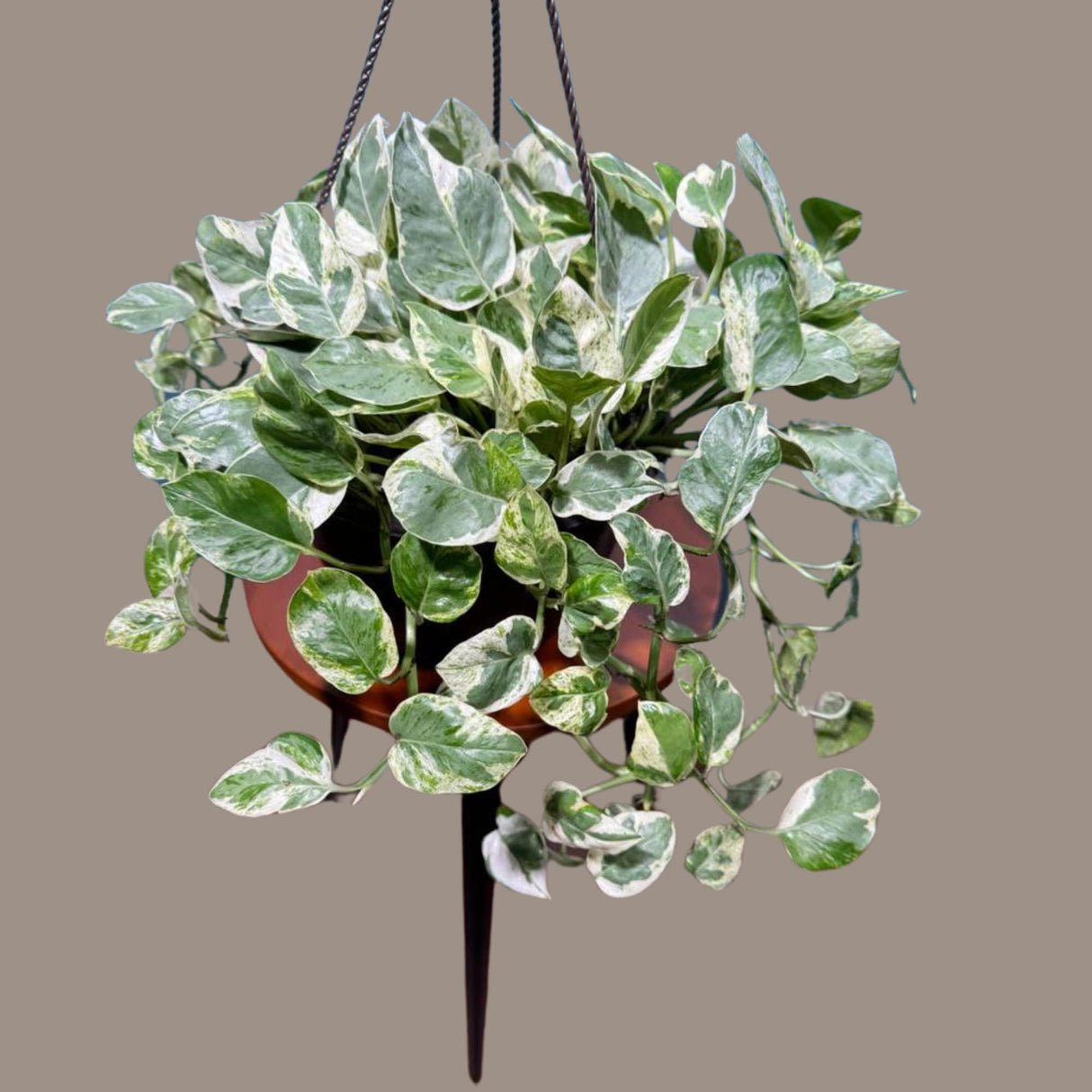 N'joy Pothos Plant in a 8" Hanging Basket - Low light indoor plant - Terrarium plant, Office plant, Gift plant