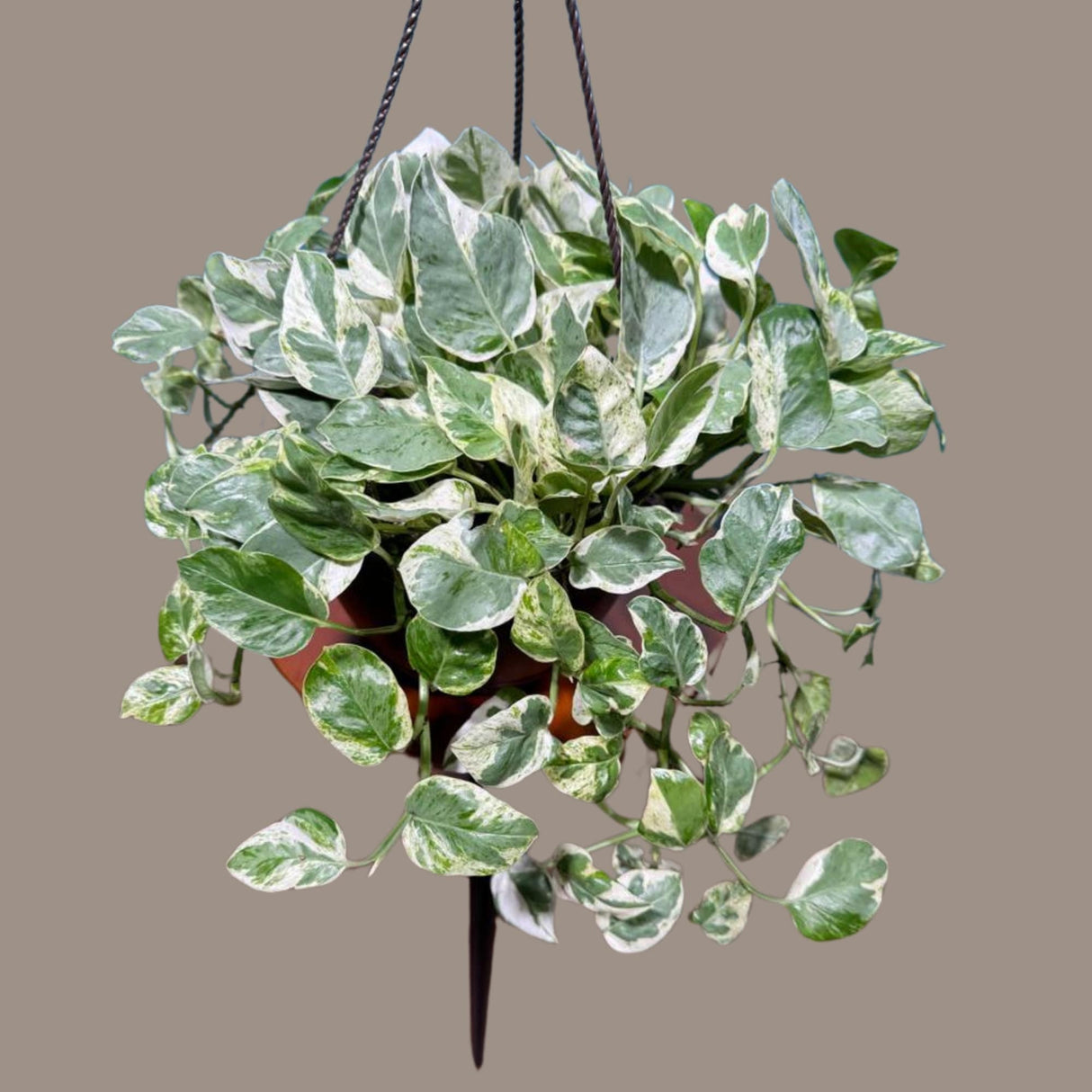 N'joy Pothos Plant in a 8" Hanging Basket - Low light indoor plant - Terrarium plant, Office plant, Gift plant