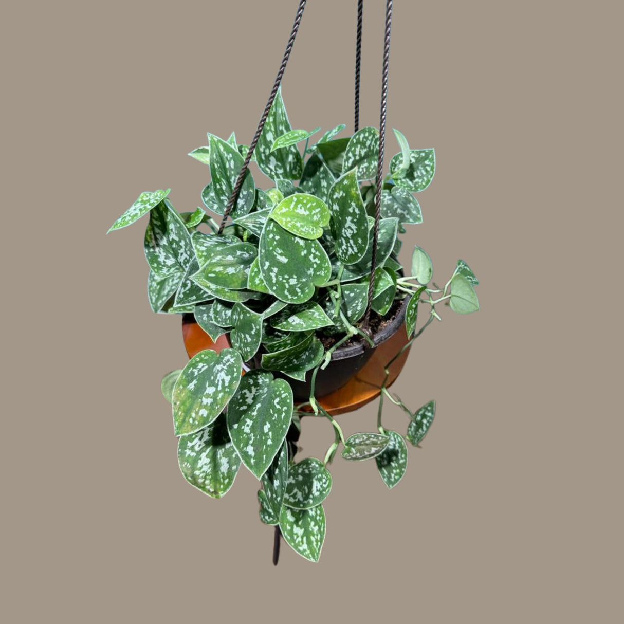 Silver Pothos in a 6" Hanging Basket - Silver Satin Pothos Live Houseplant - Scindapsus pictus 'Argyraeus' - Low light pothos for indoor