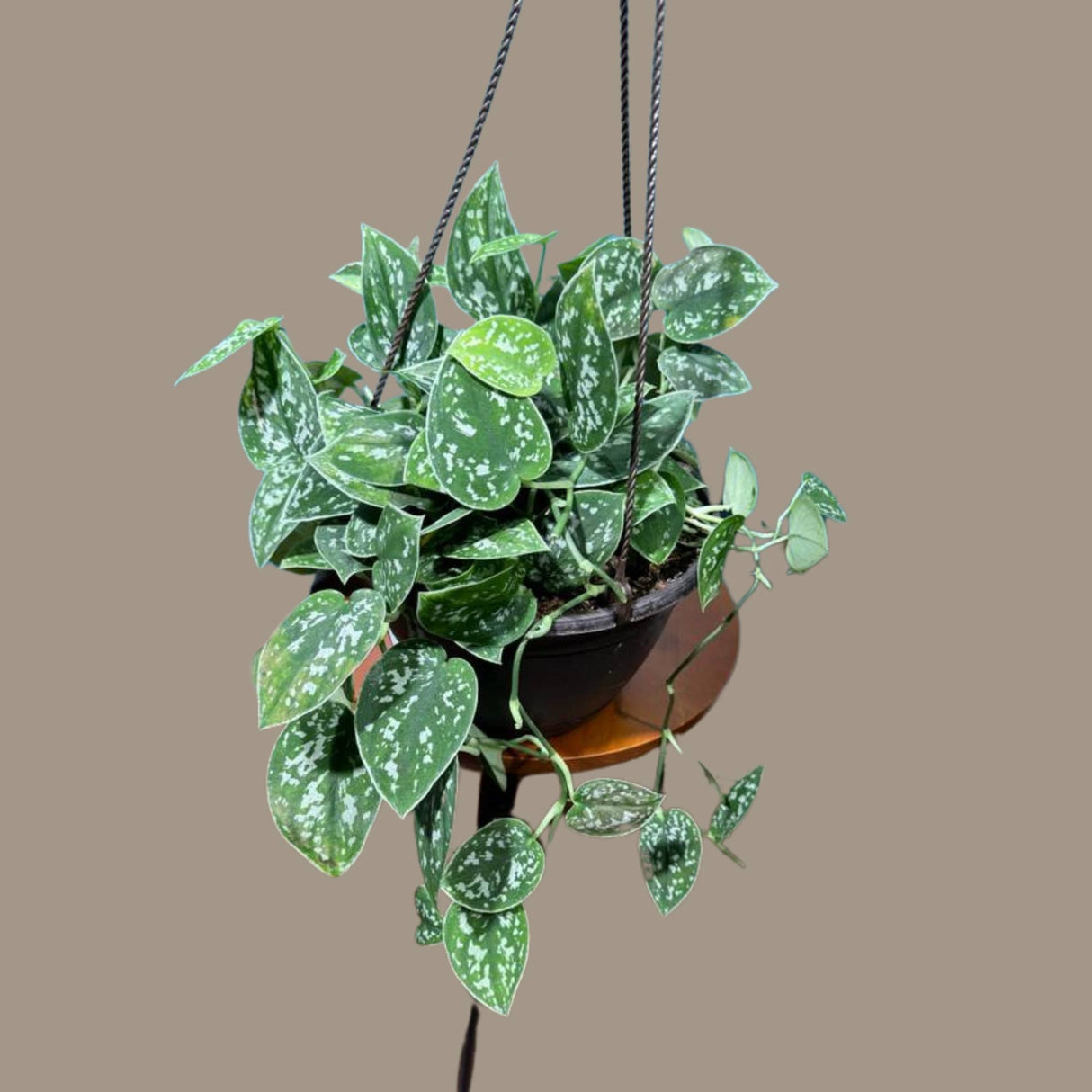 Silver Pothos in a 6" Hanging Basket - Silver Satin Pothos Live Houseplant - Scindapsus pictus 'Argyraeus' - Low light pothos for indoor