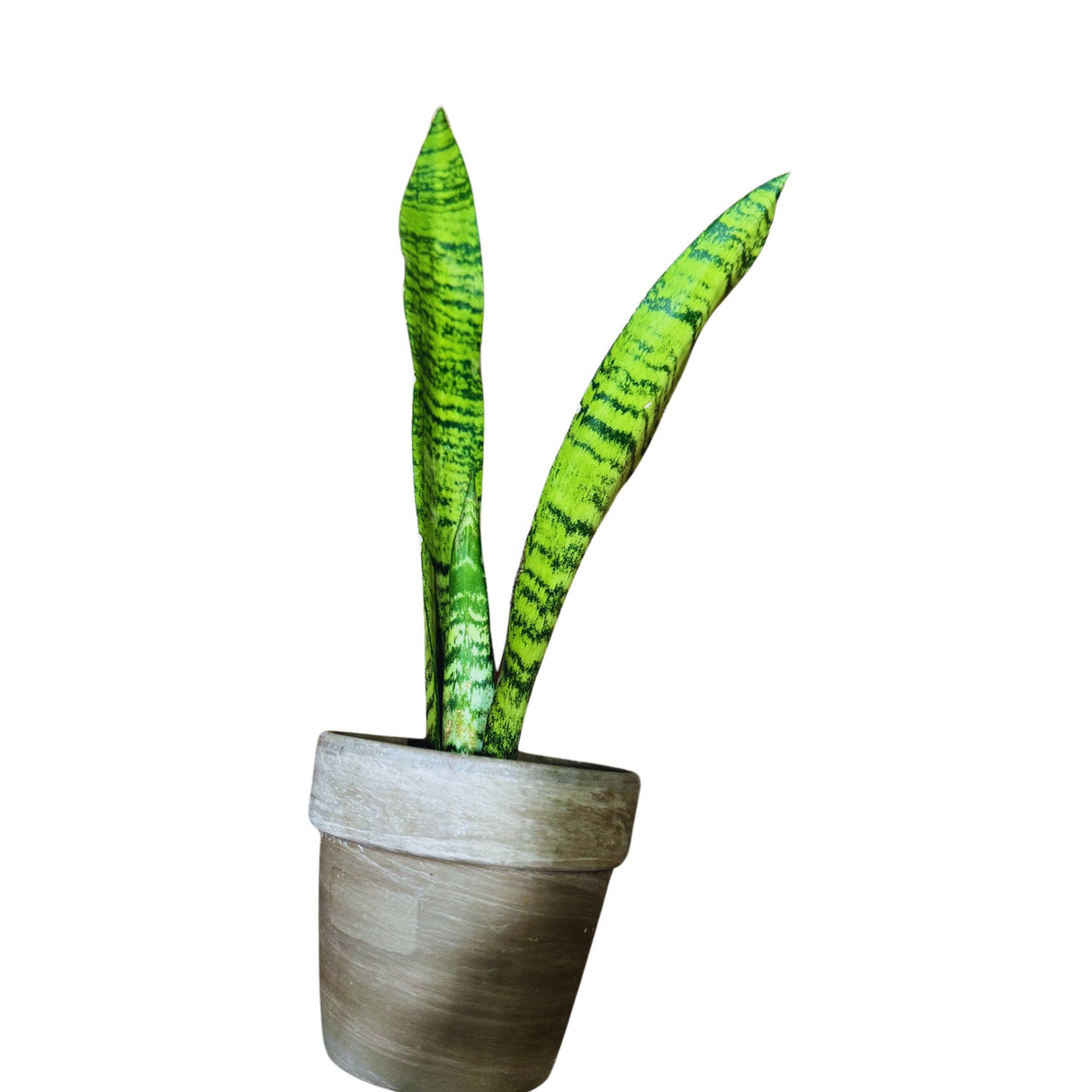 Snake Plant in Nursery Pot | Sansevieria Zeylanica Best Green Snake Plant | Indoor Air Purifier Hardy Low Light Office Plants | Gift Plant