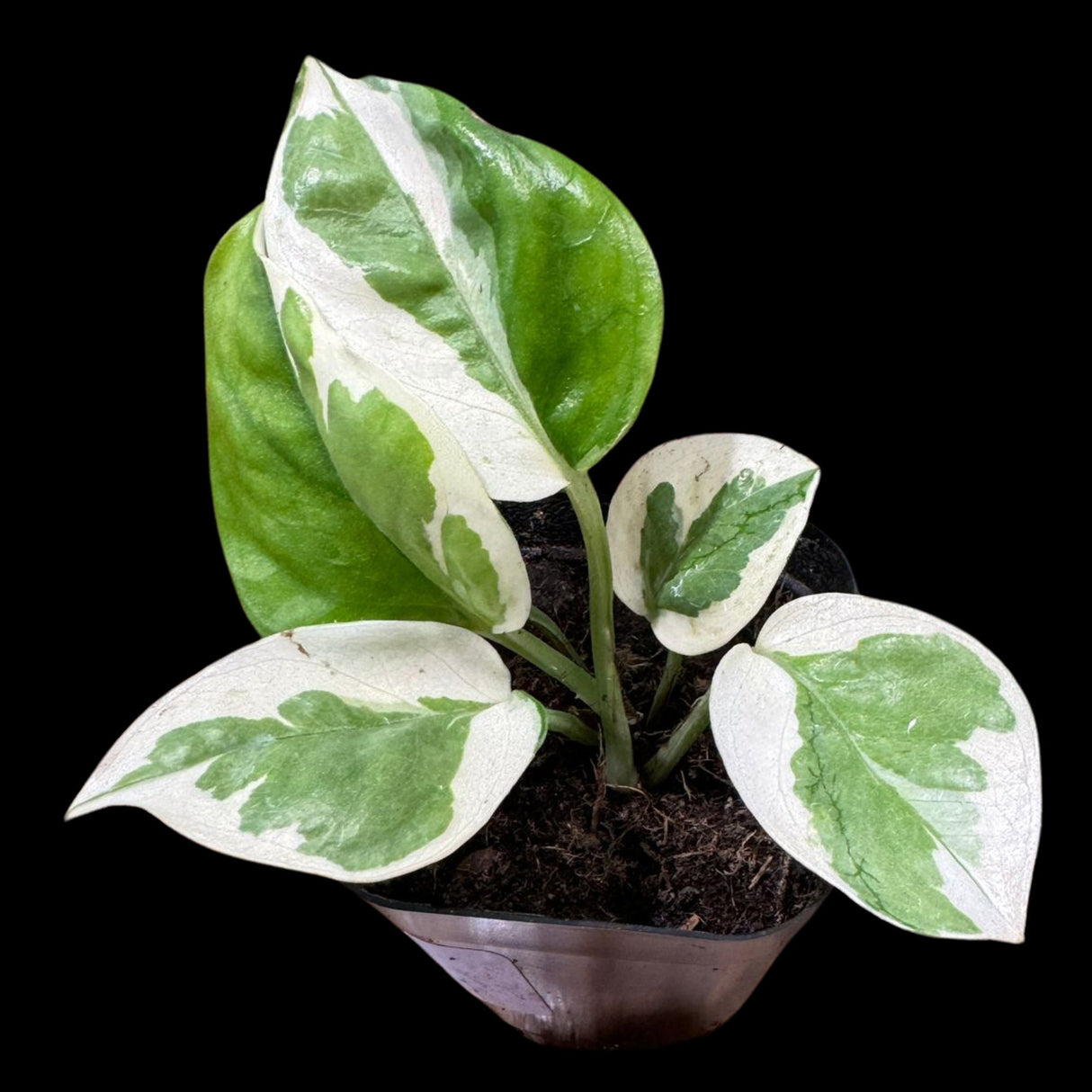 N'joy Pothos Starter Plant in a 2” Pot - Low Light Indoor Plant - Terrarium Plant, Office Plant, Gift Plant