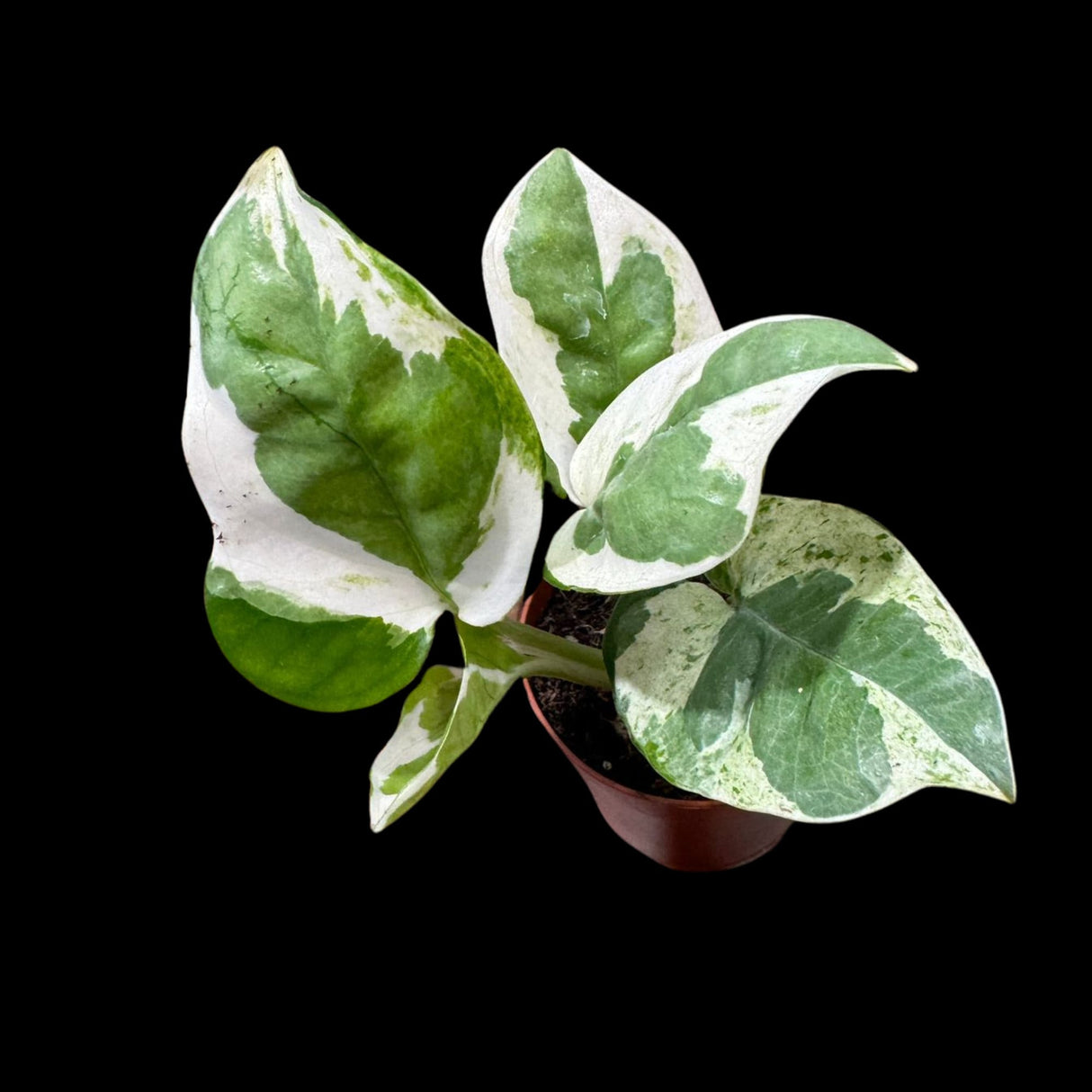 N'joy Pothos Starter Plant in a 1.5” Pot - Low light indoor plant - Terrarium plant, Office plant, Gift plant
