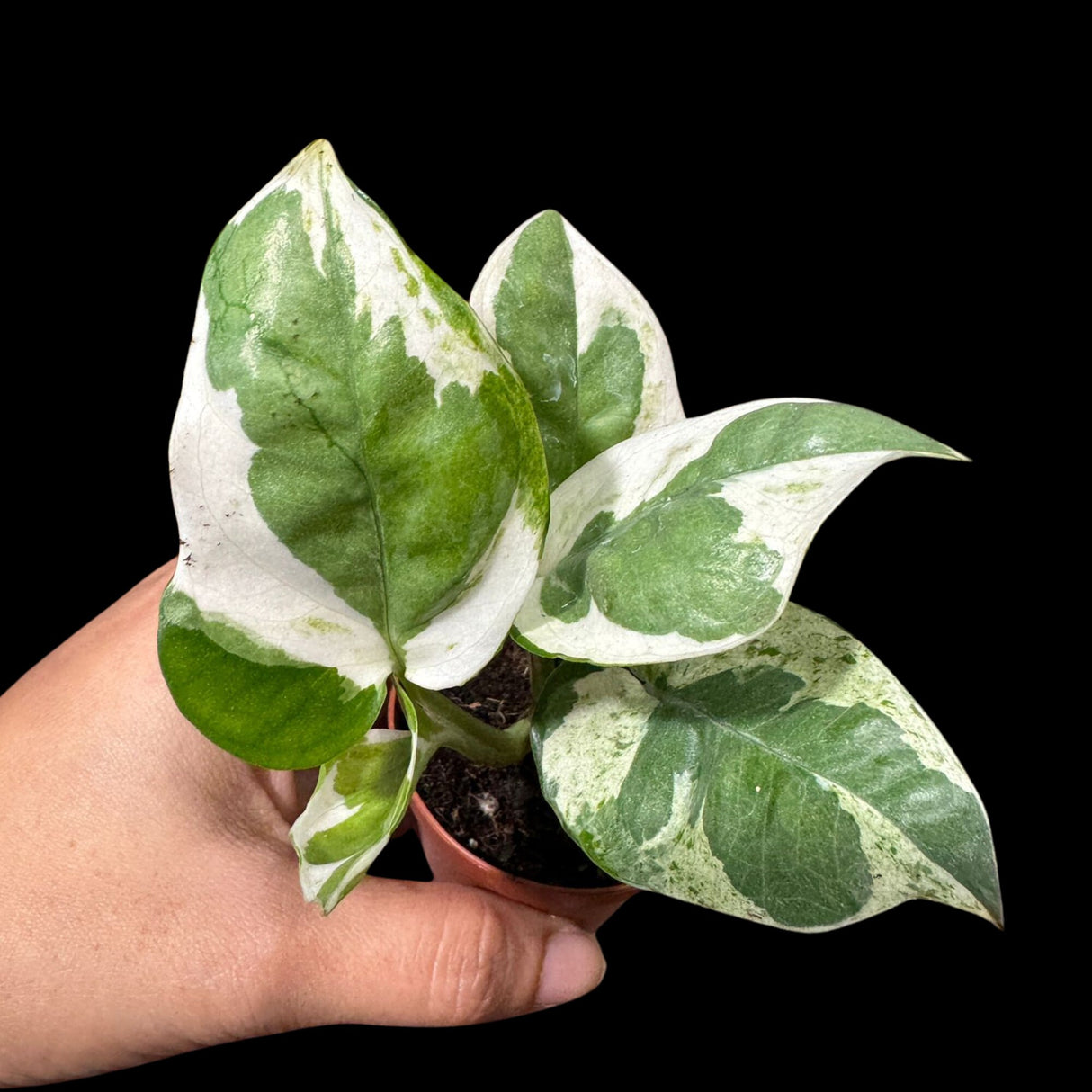 N'joy Pothos Starter Plant in a 1.5” Pot - Low light indoor plant - Terrarium plant, Office plant, Gift plant