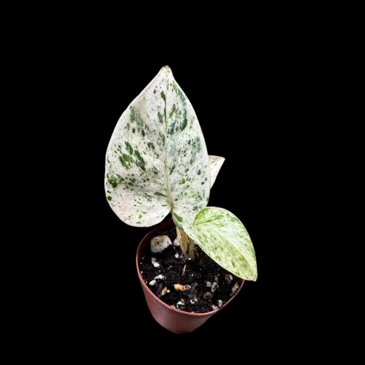 Snow Queen Pothos Single Starter Plant in a 1.5" Pot - Epipremnum Aureum 'Snow Queen' - Variegated Pothos - Office Plant, Gift Plant