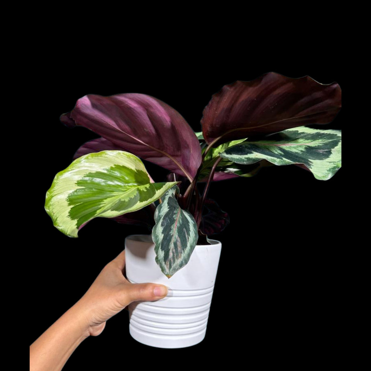Calathea Shine Star Plant in a 4" Pot - Indoor Plants - Easy Care Houseplant - Feathered Calathea Prayer Plant - LARGE plant