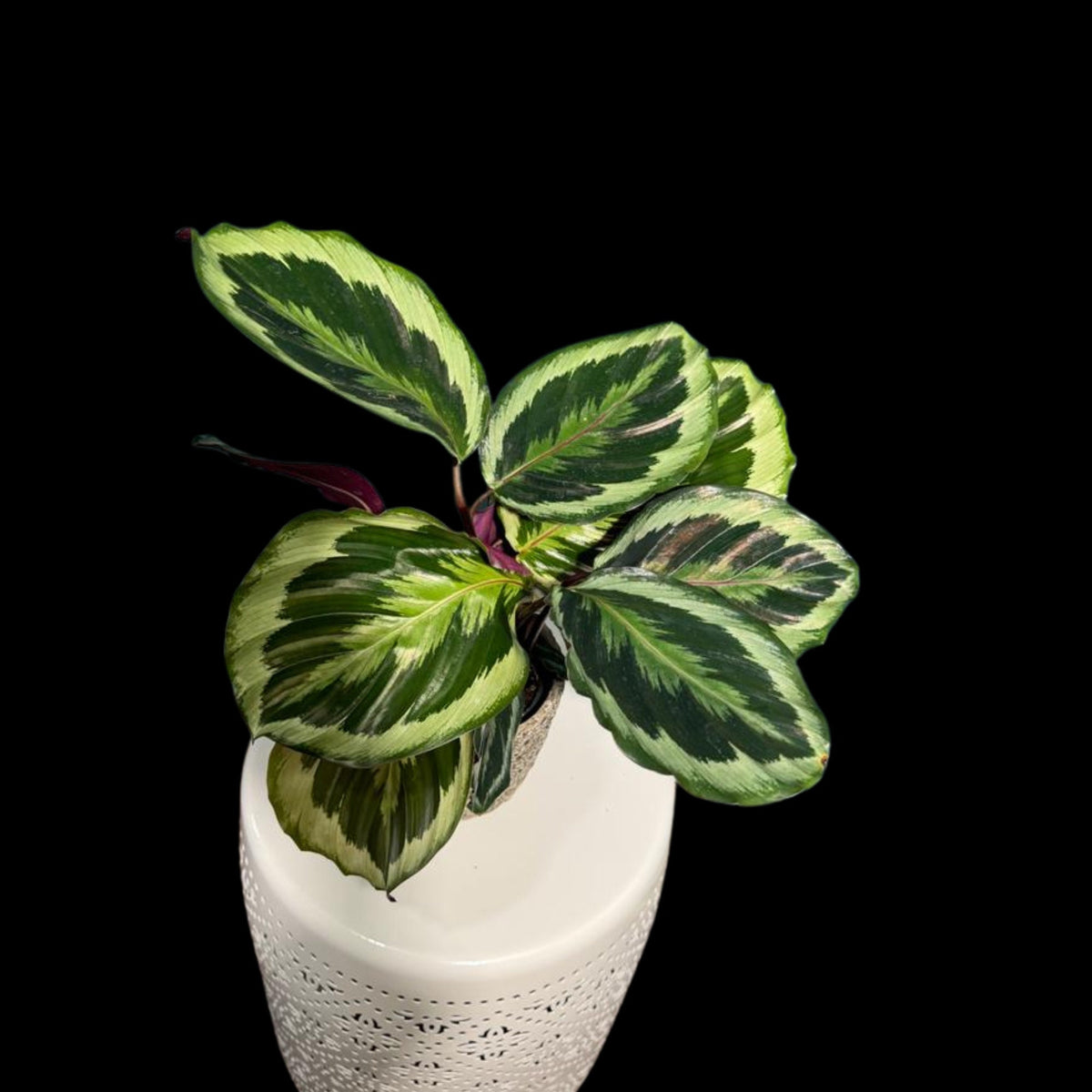 Calathea Shine Star Plant in a 4" Pot - Indoor Plants - Easy Care Houseplant - Feathered Calathea Prayer Plant - LARGE plant