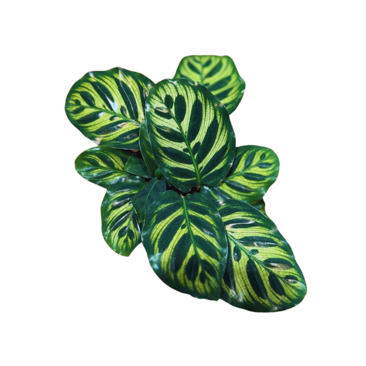 Rare Calathea Makoyana Plant in a 4” Nursery Pot - Live Indoor Houseplant - Beautiful Peacock Calathea - Air Purifier Plant