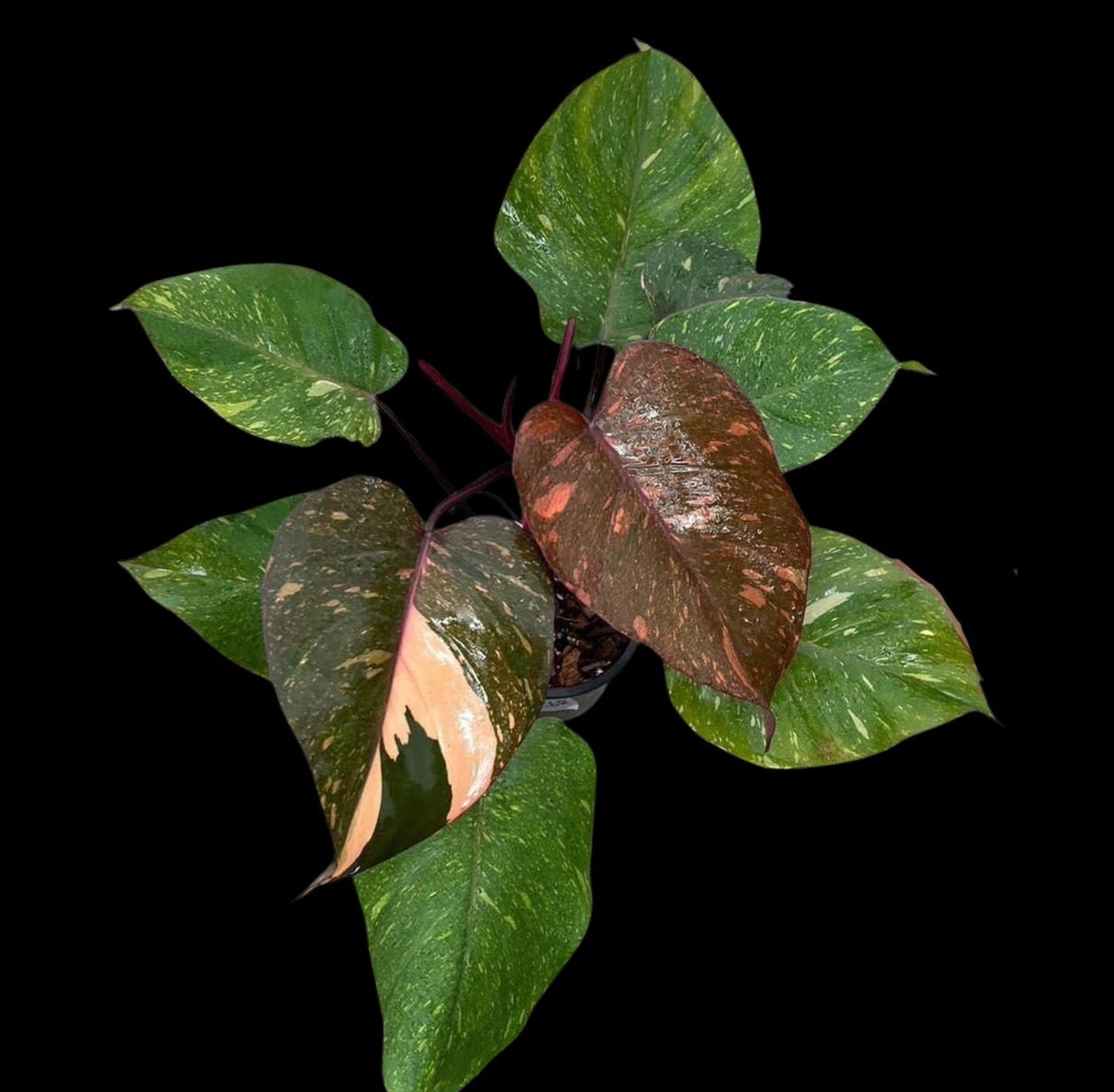 Philodendron Orange Princess Variegated - Rare Aroid Live Plant - Orange Princess Marble - Gift Plant - Exact Same Plant - US Seller